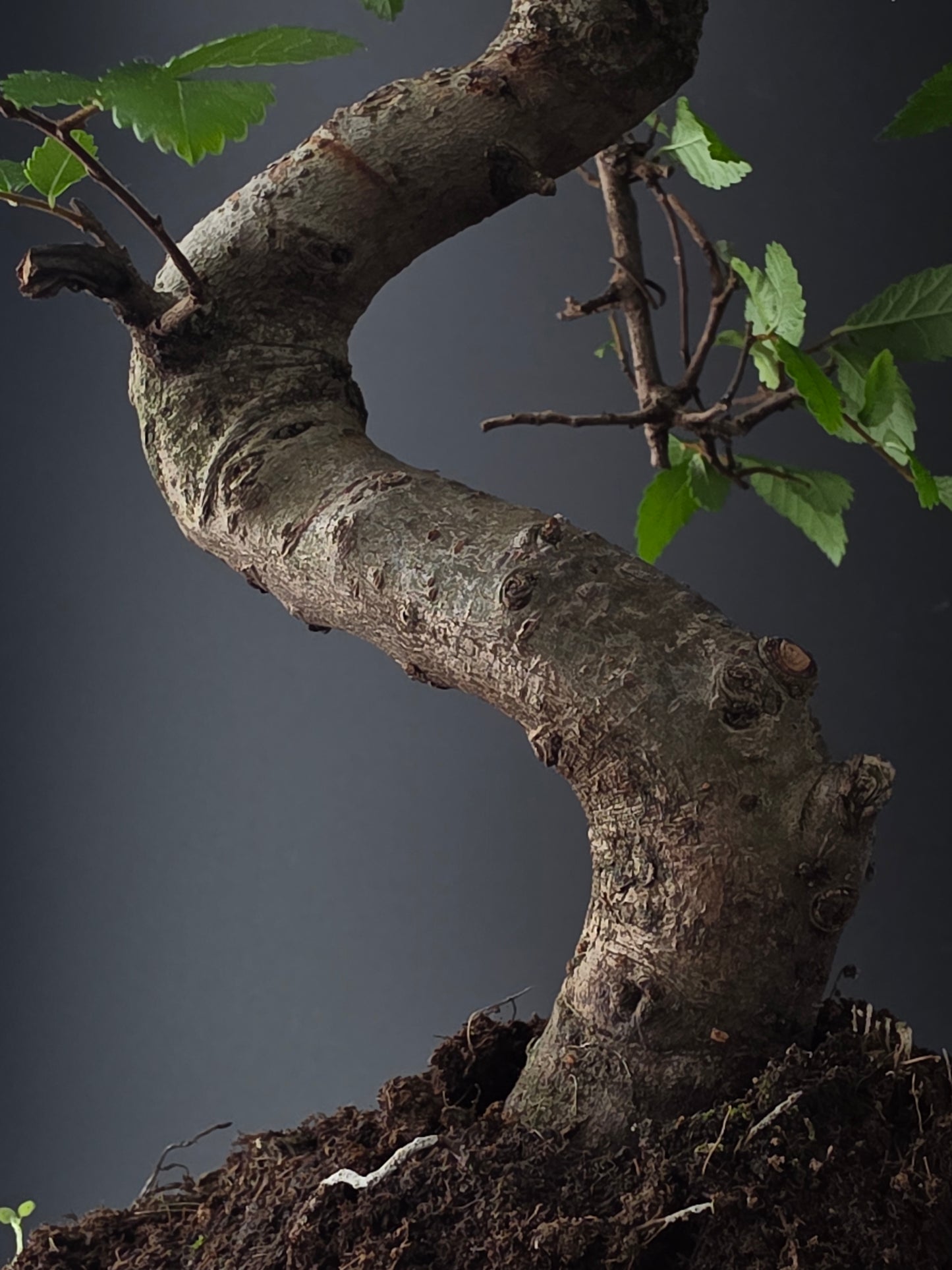 Chinese Elm Bonsai Tree – 8-9 Years Old | 35-40 cm | Ulmus parvifolia
