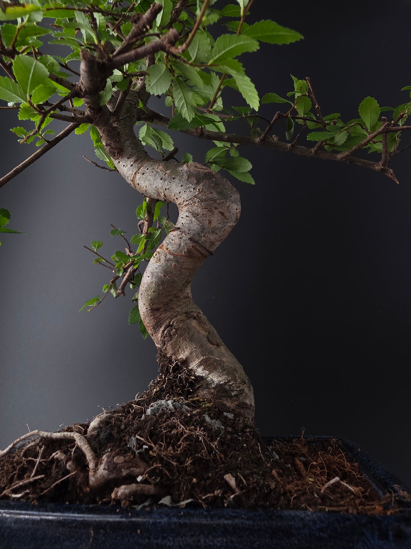 Chinese Elm Bonsai Tree – 8-9 Years Old | 35-40 cm | Ulmus parvifolia