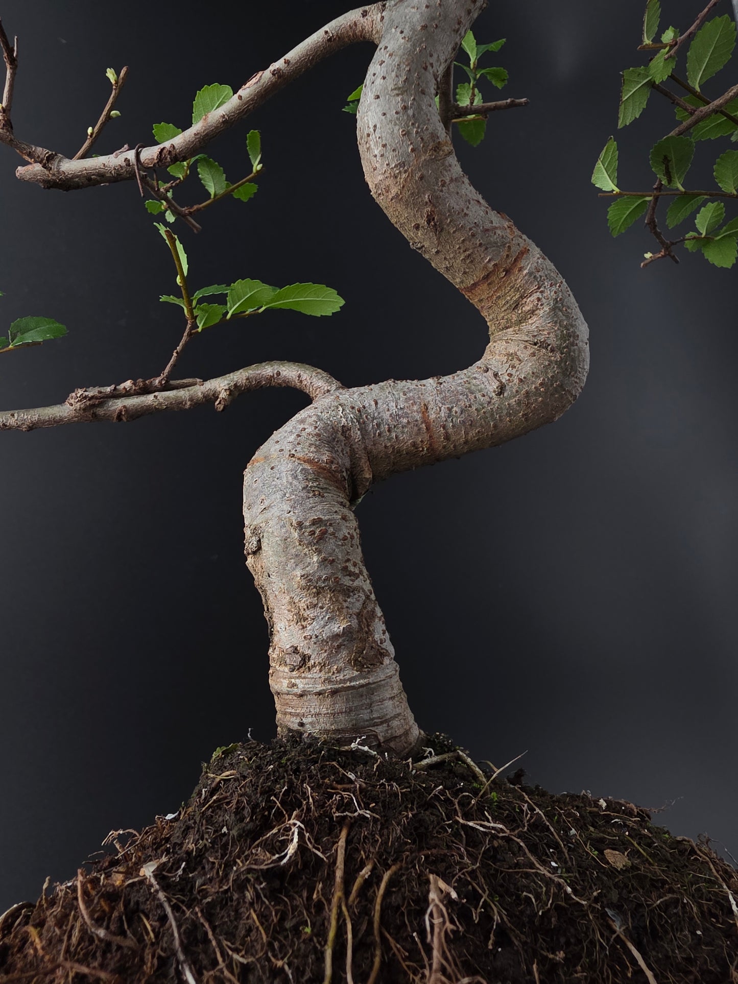 Chinese Elm Bonsai Tree – 8-9 Years Old | 35-40 cm | Ulmus parvifolia