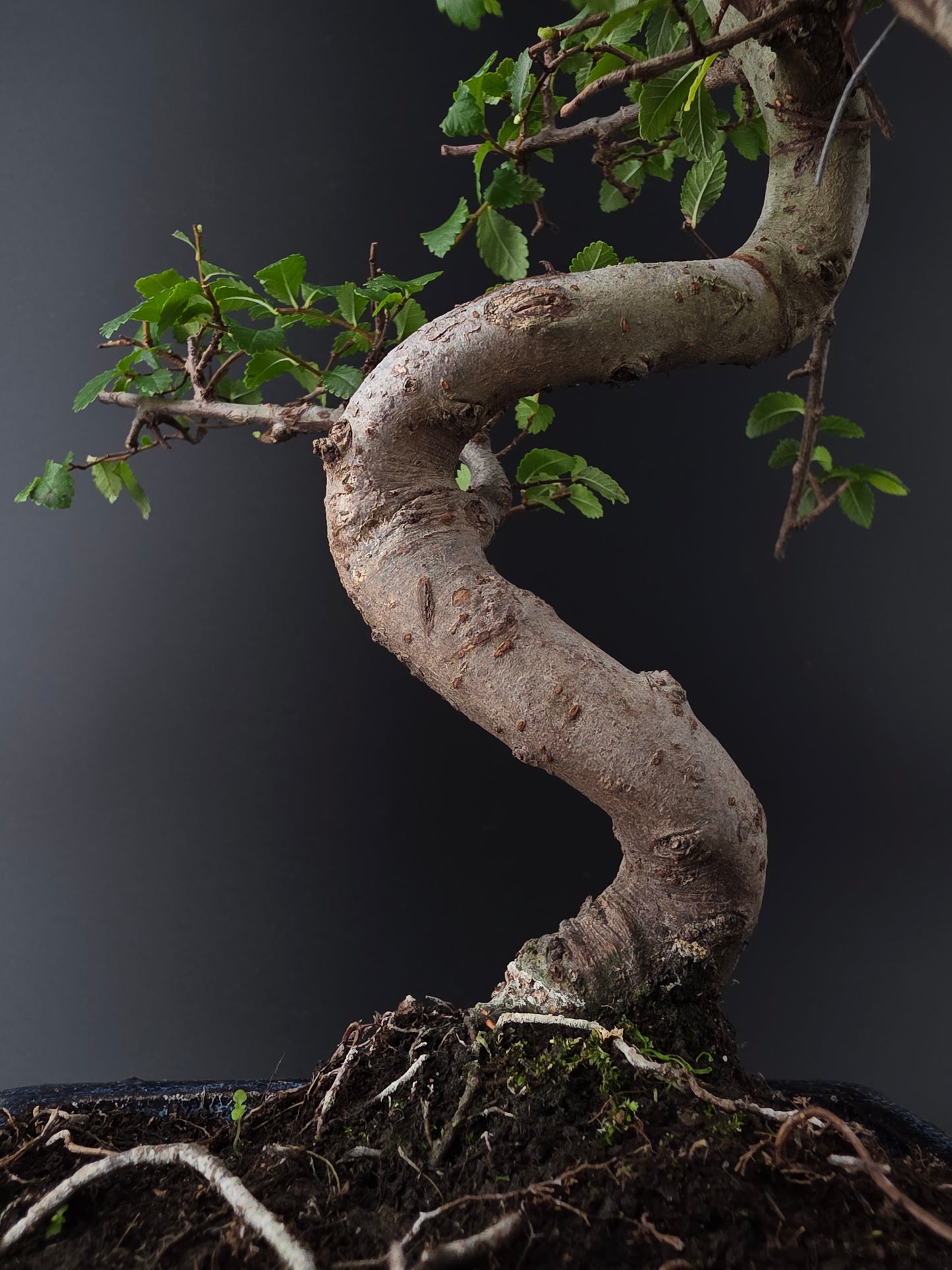 Chinese Elm Bonsai Tree – 8-9 Years Old | 35-40 cm | Ulmus parvifolia