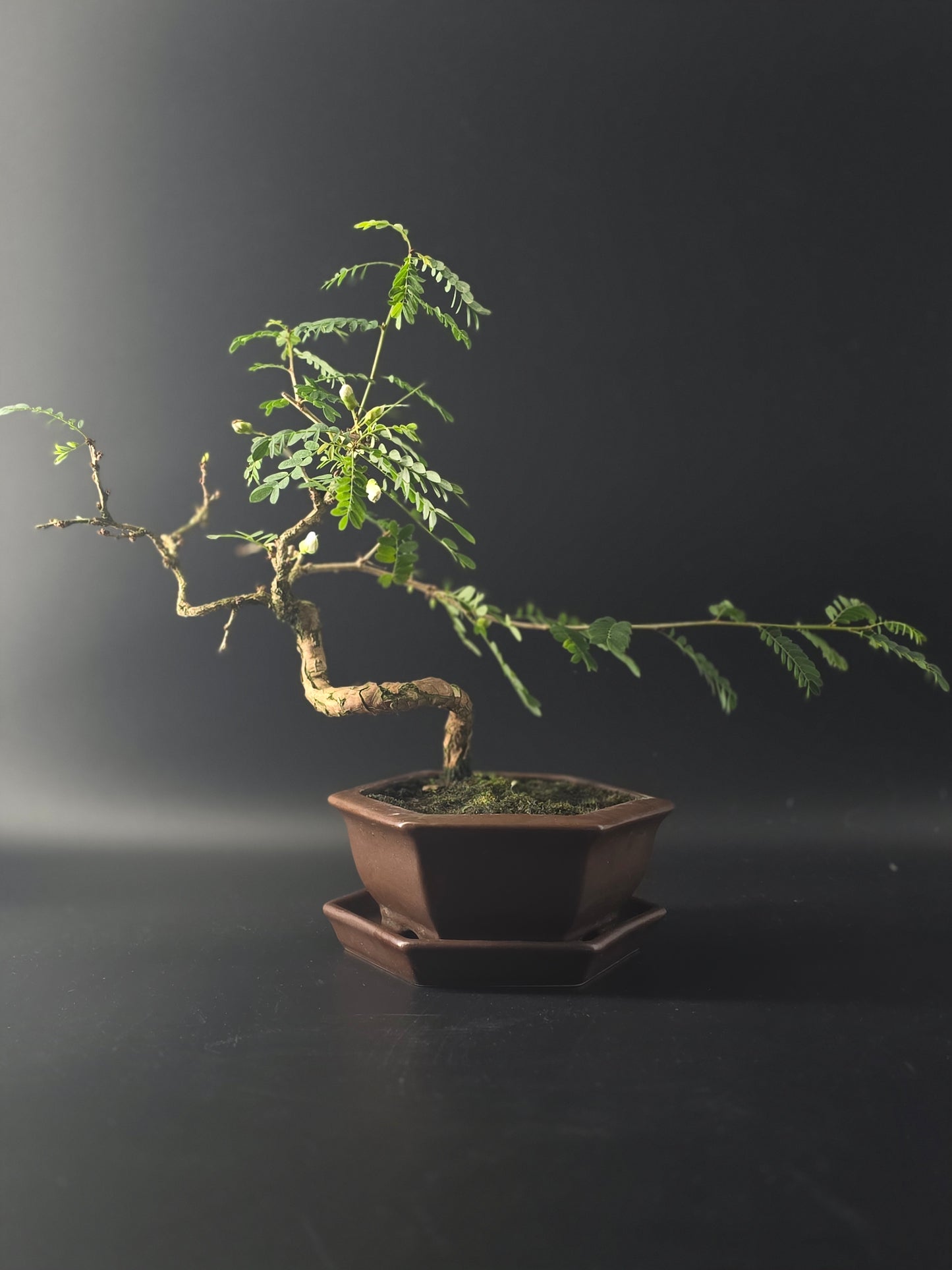 Three-quarter view of the Sesbania showing its open canopy of compound leaves and brown hexagonal pot on a tray.
