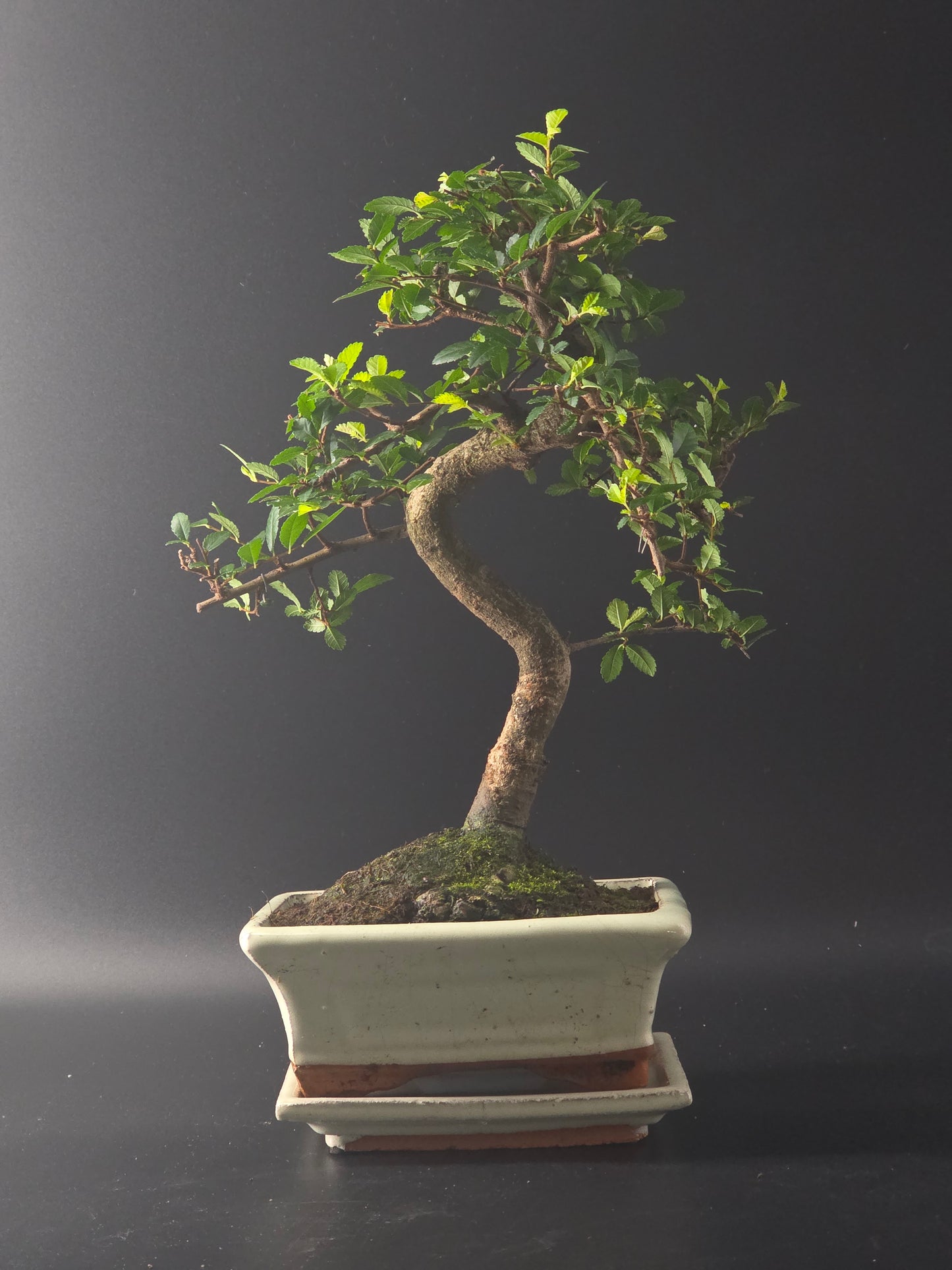 Three-quarter view of the Chinese Elm showing its dense small leaves above a cream rectangular pot.