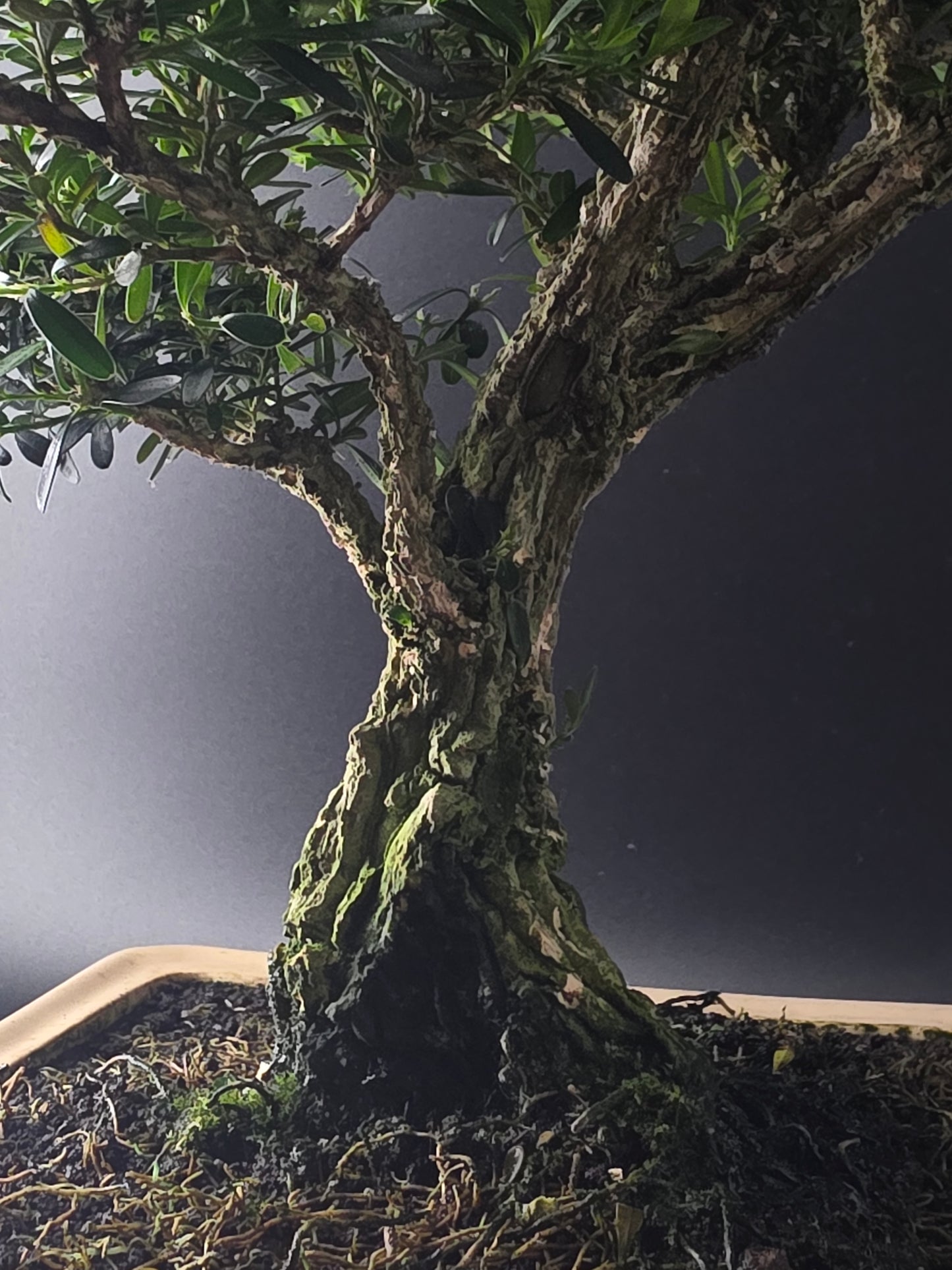 Close-up of the Harland Boxwood trunk base and roots in a cream rectangular pot.