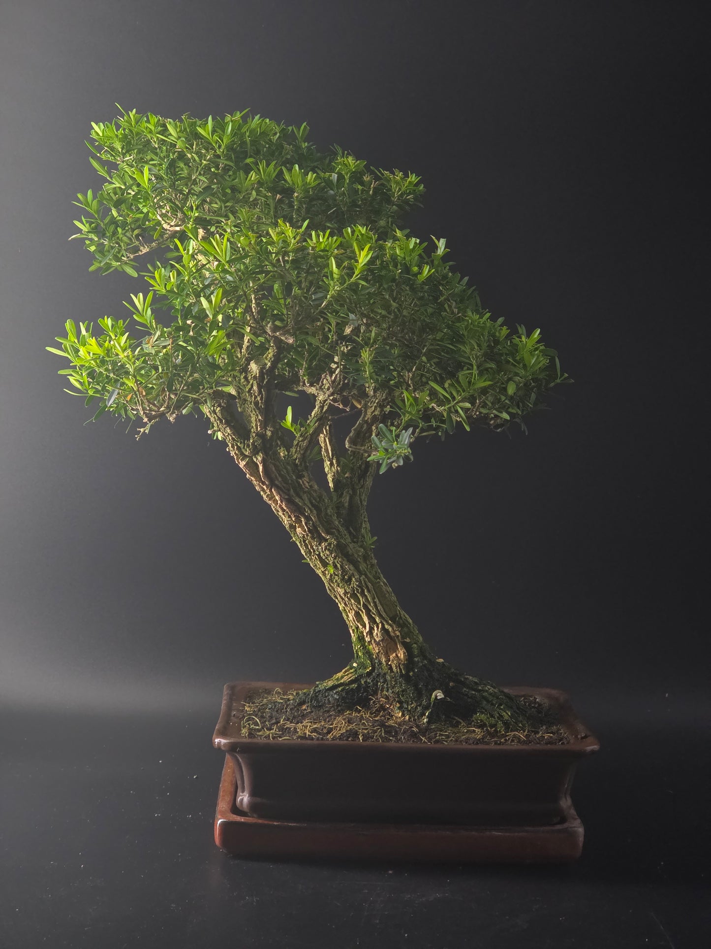 Three-quarter view of the Harland Boxwood showing its fine foliage and brown glazed rectangular pot.