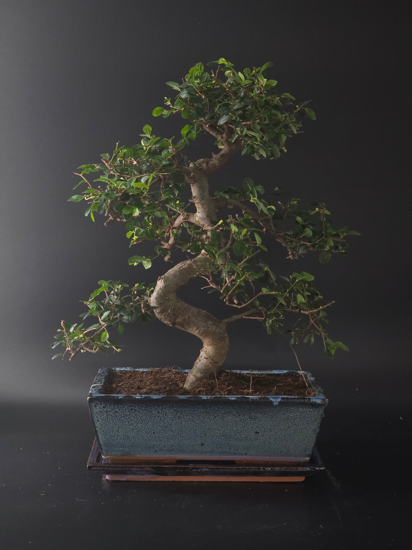 Three-quarter view of the Chinese Elm showing its fine branching and pale blue rectangular pot on a tray.