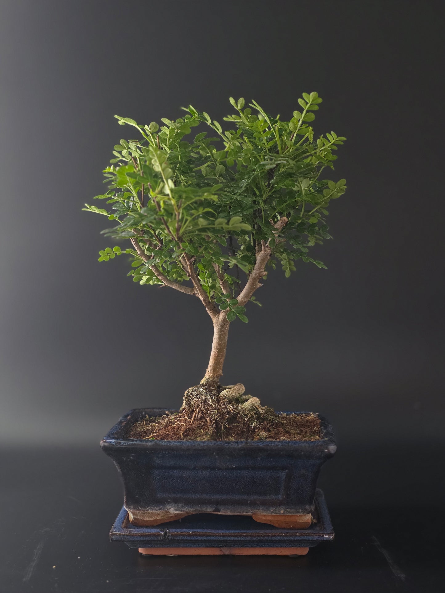 Three-quarter view of the Chinese Pepper showing its fine leaves and blue rectangular pot on a wooden tray.