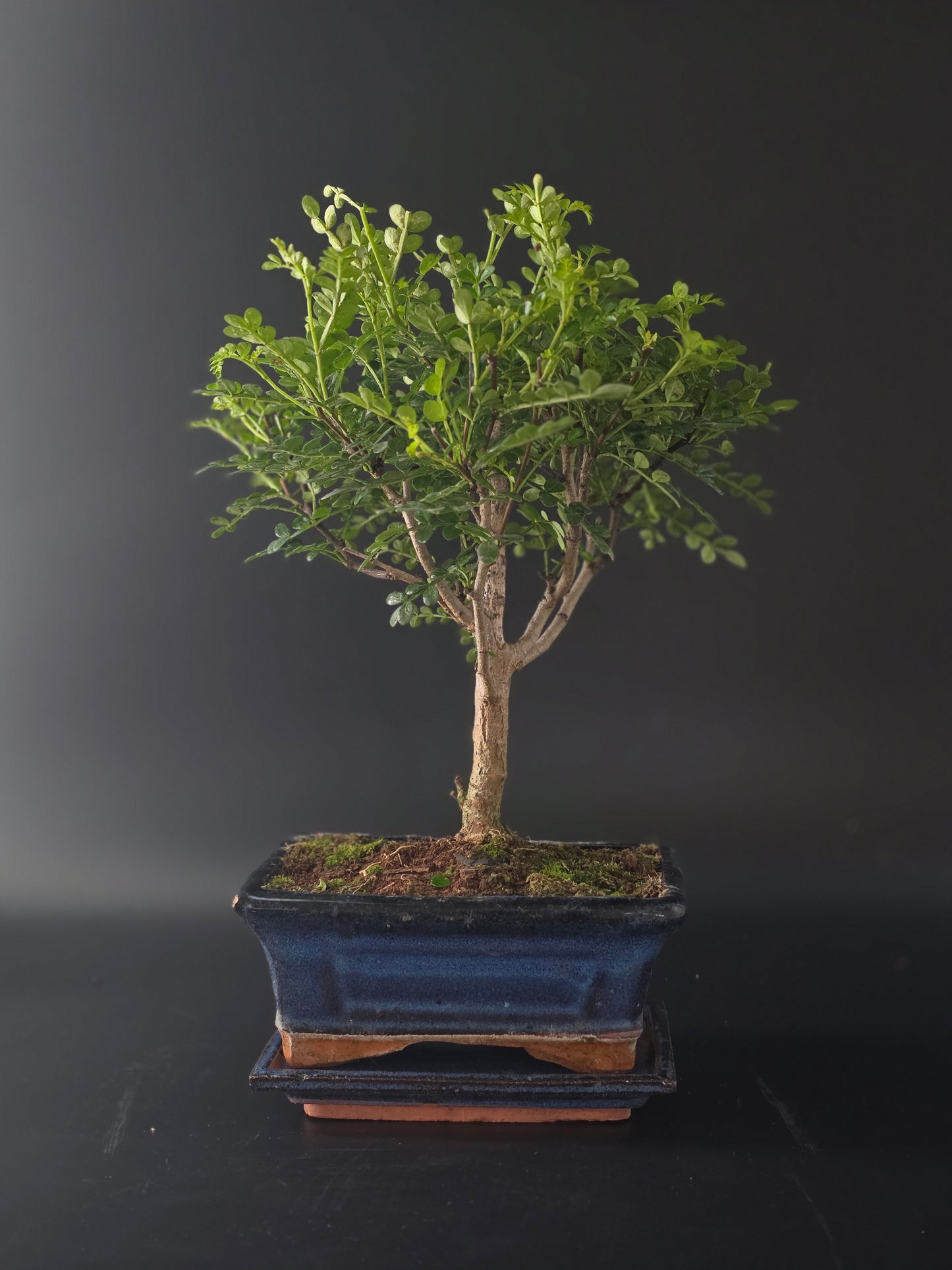 Three-quarter view of the Chinese Pepper showing its fine branching and blue rectangular pot on a tray.