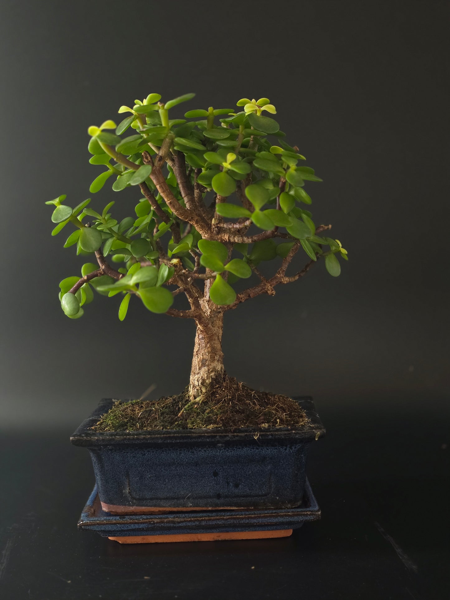Three-quarter view of the Portulacaria Afra showing its dense rounded foliage and dark blue pot.