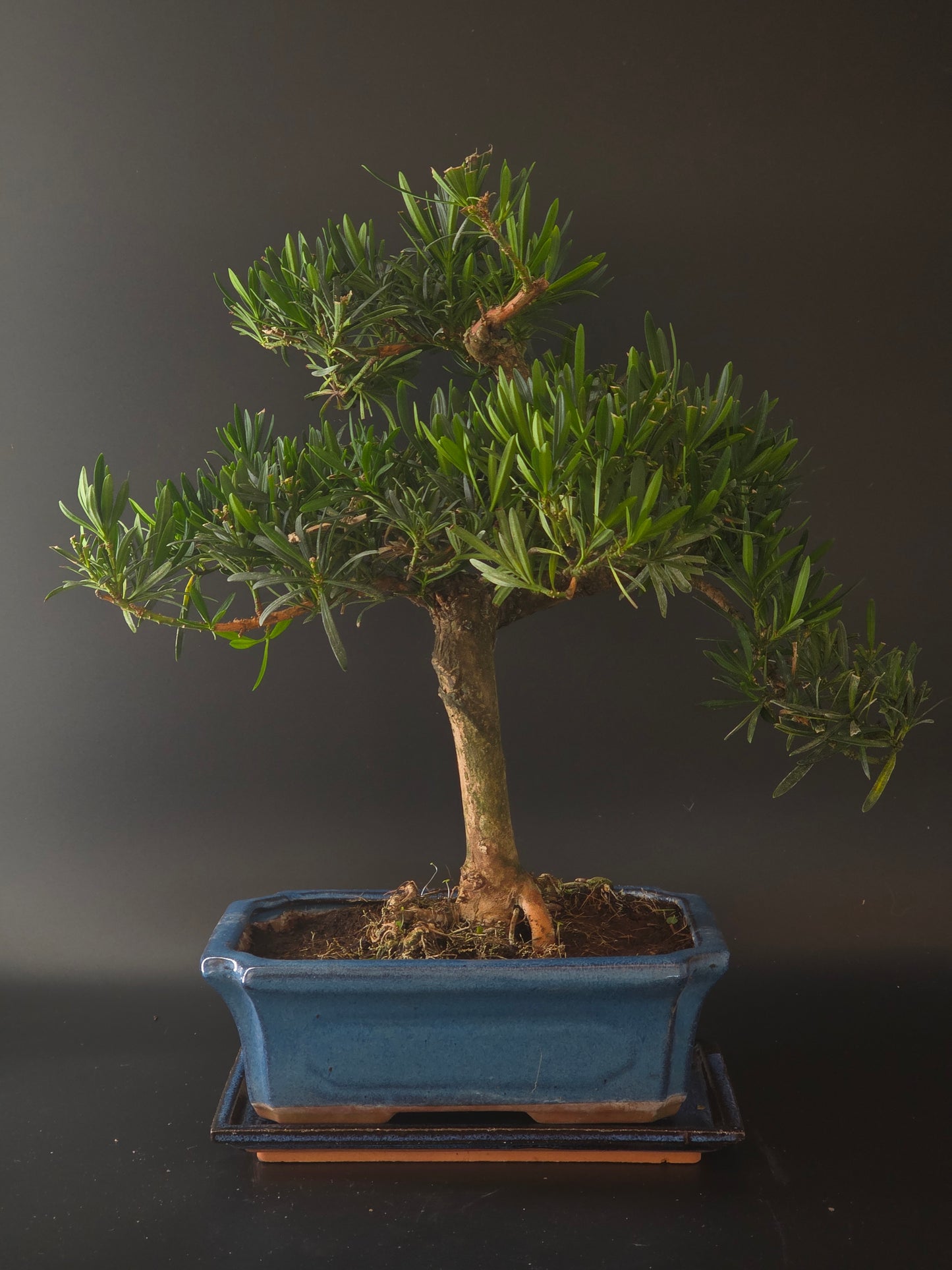 Three-quarter view of the Podocarpus showing its dense evergreen foliage and blue rectangular pot on a tray.