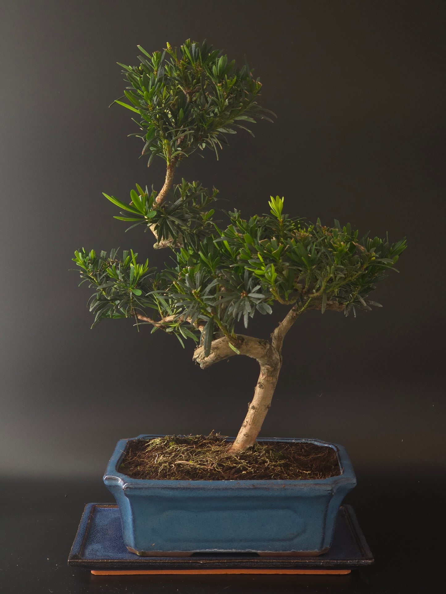 Three-quarter view of the Podocarpus showing its layered evergreen foliage and blue rectangular pot.