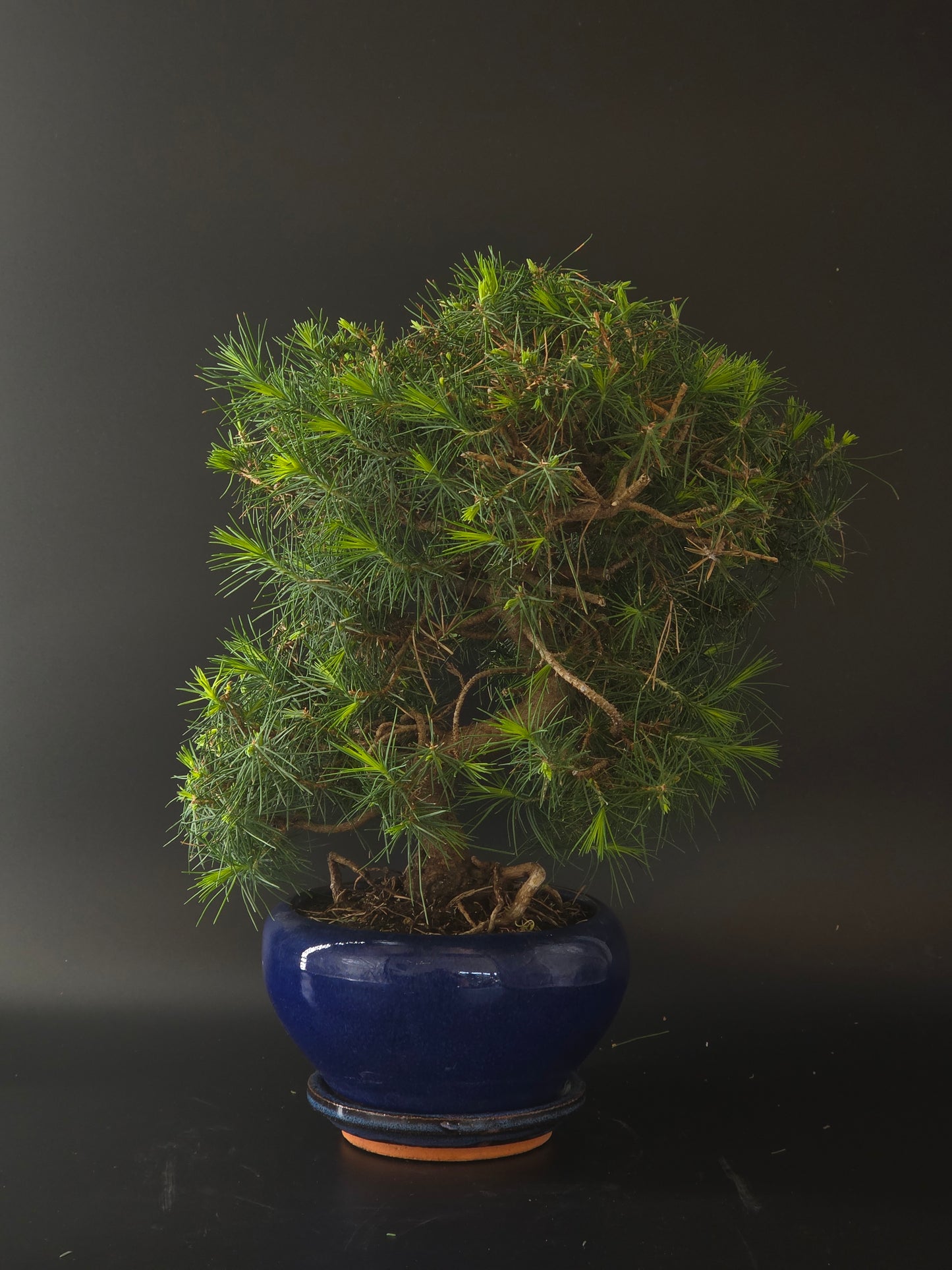 Three-quarter view of the Aleppo Pine showing needle pads fanning from a curving trunk in a blue pot.