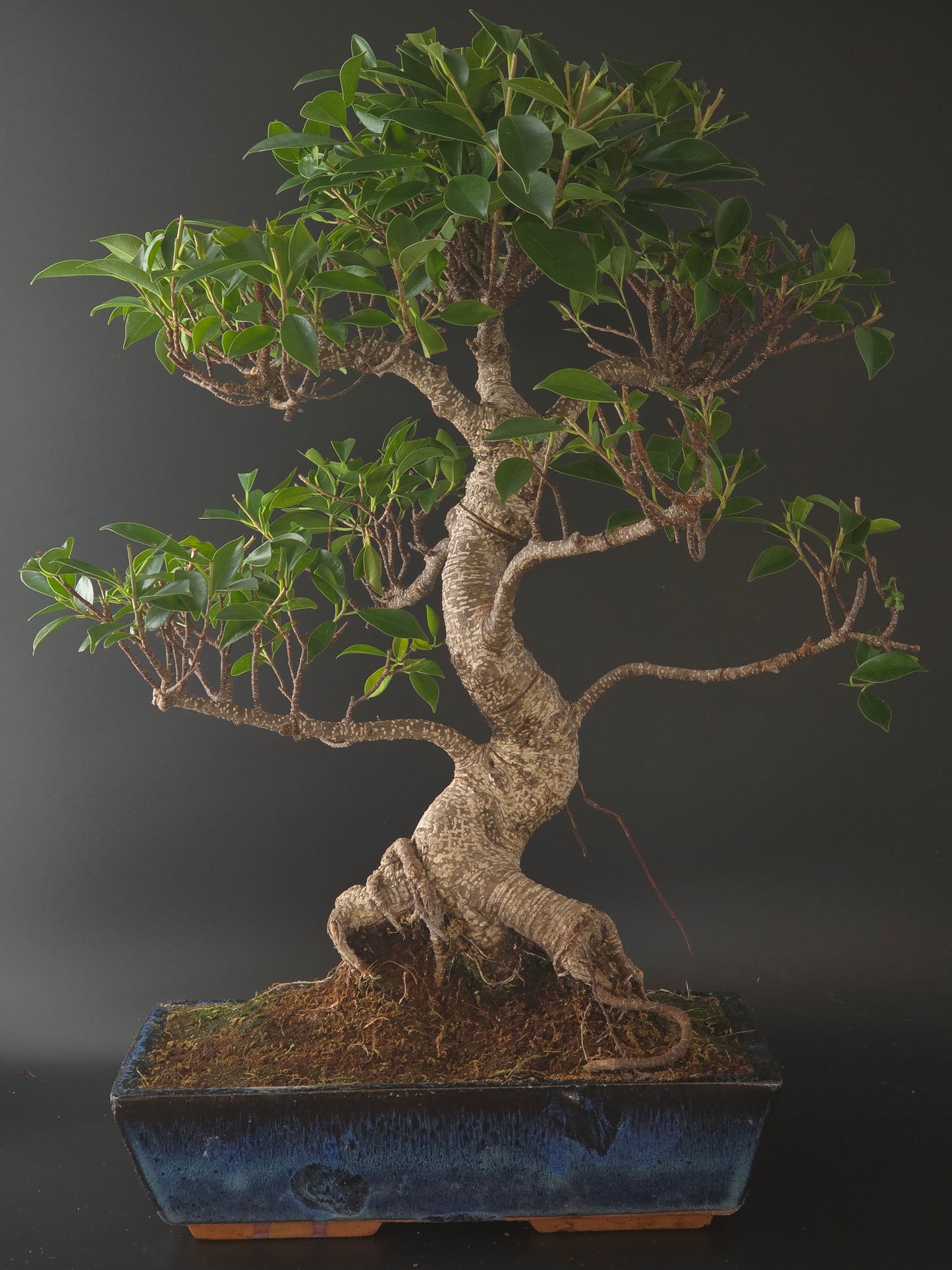 Three-quarter view of the Ficus Retusa showing its broad glossy canopy and gnarled trunk in a dark blue pot.