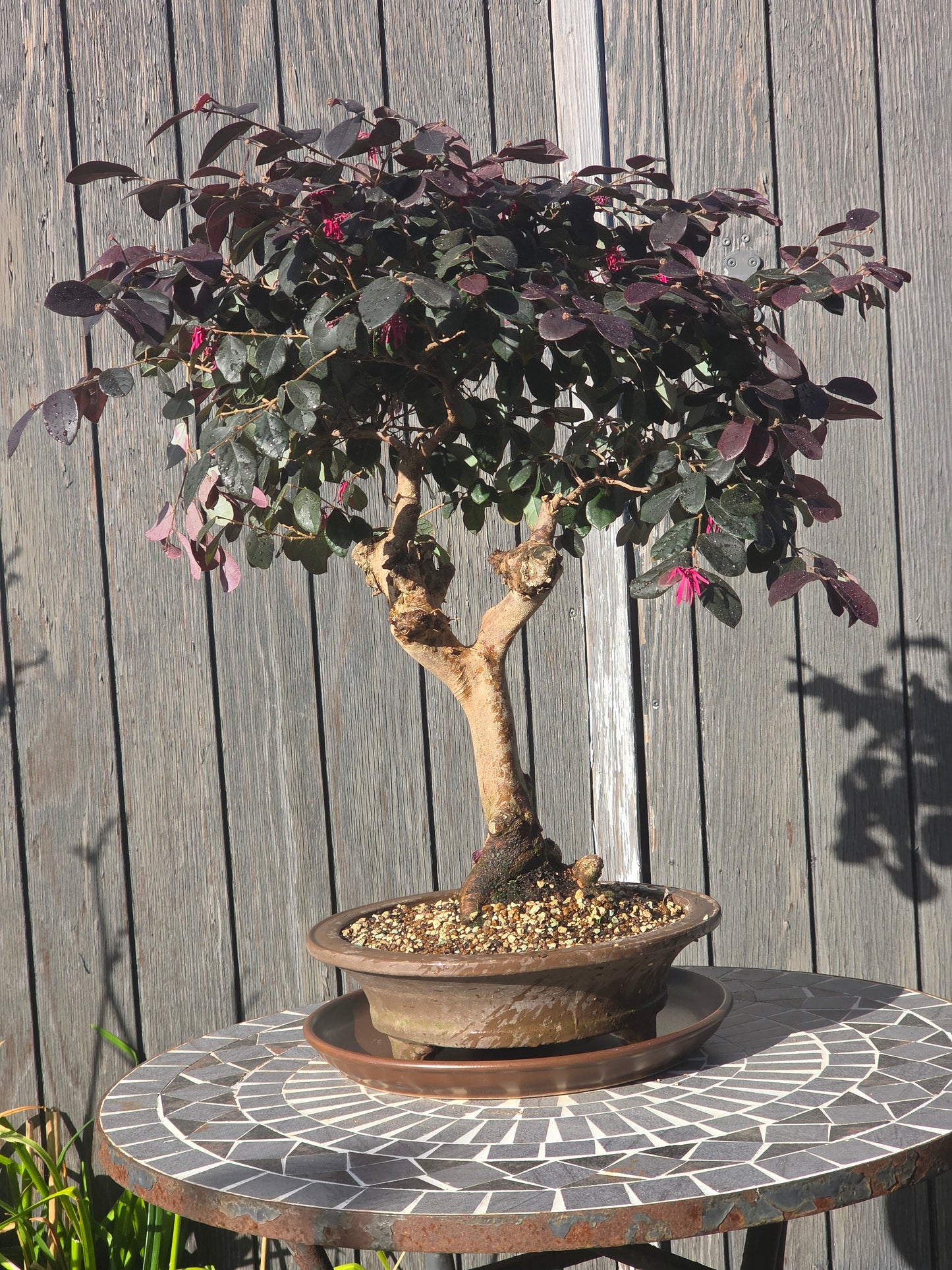 Large Loropetalum displayed on a mosaic table against a wooden fence, its broad canopy in a round pot.