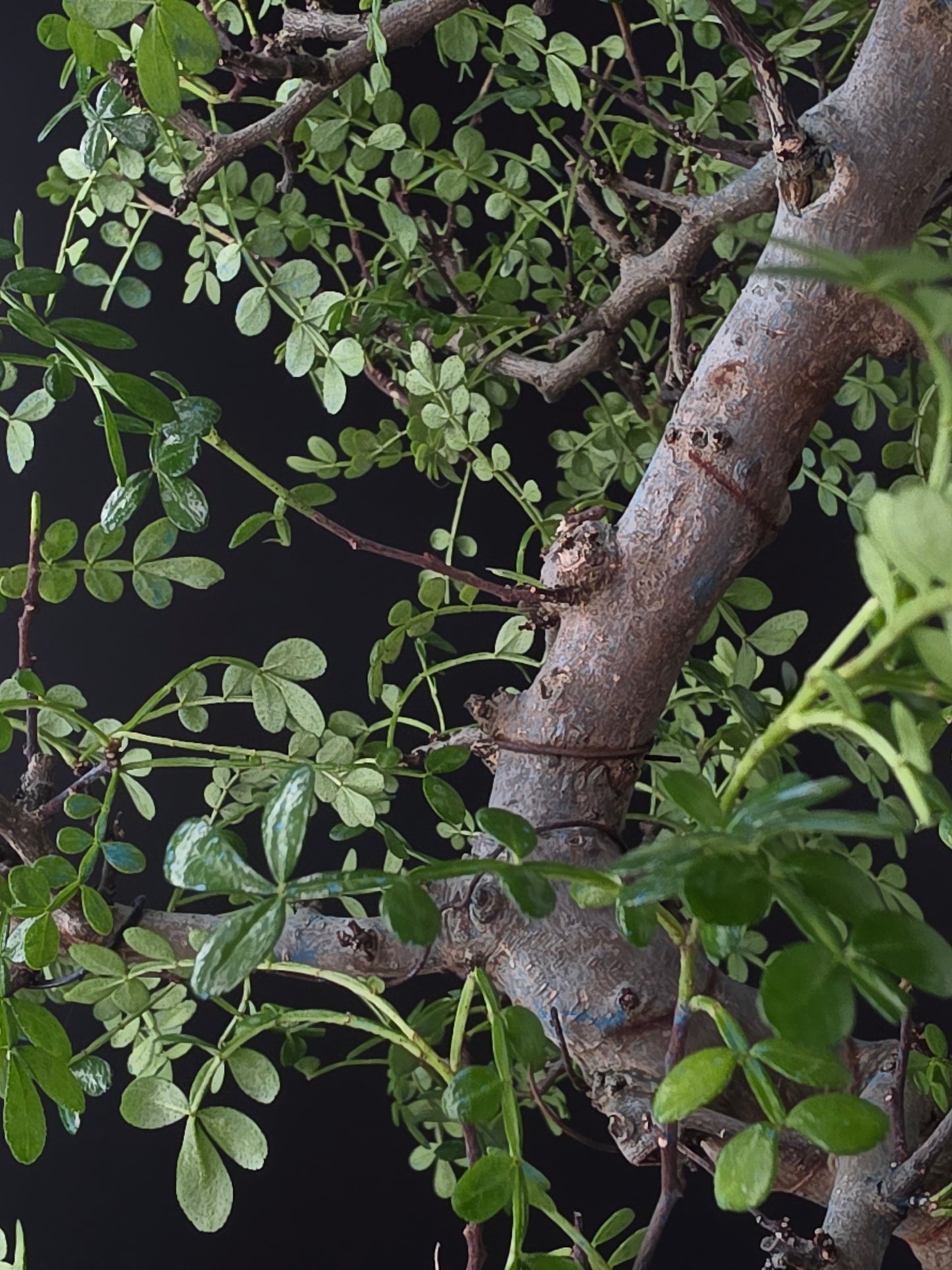 Close up on big Zanthoxylum bonsai