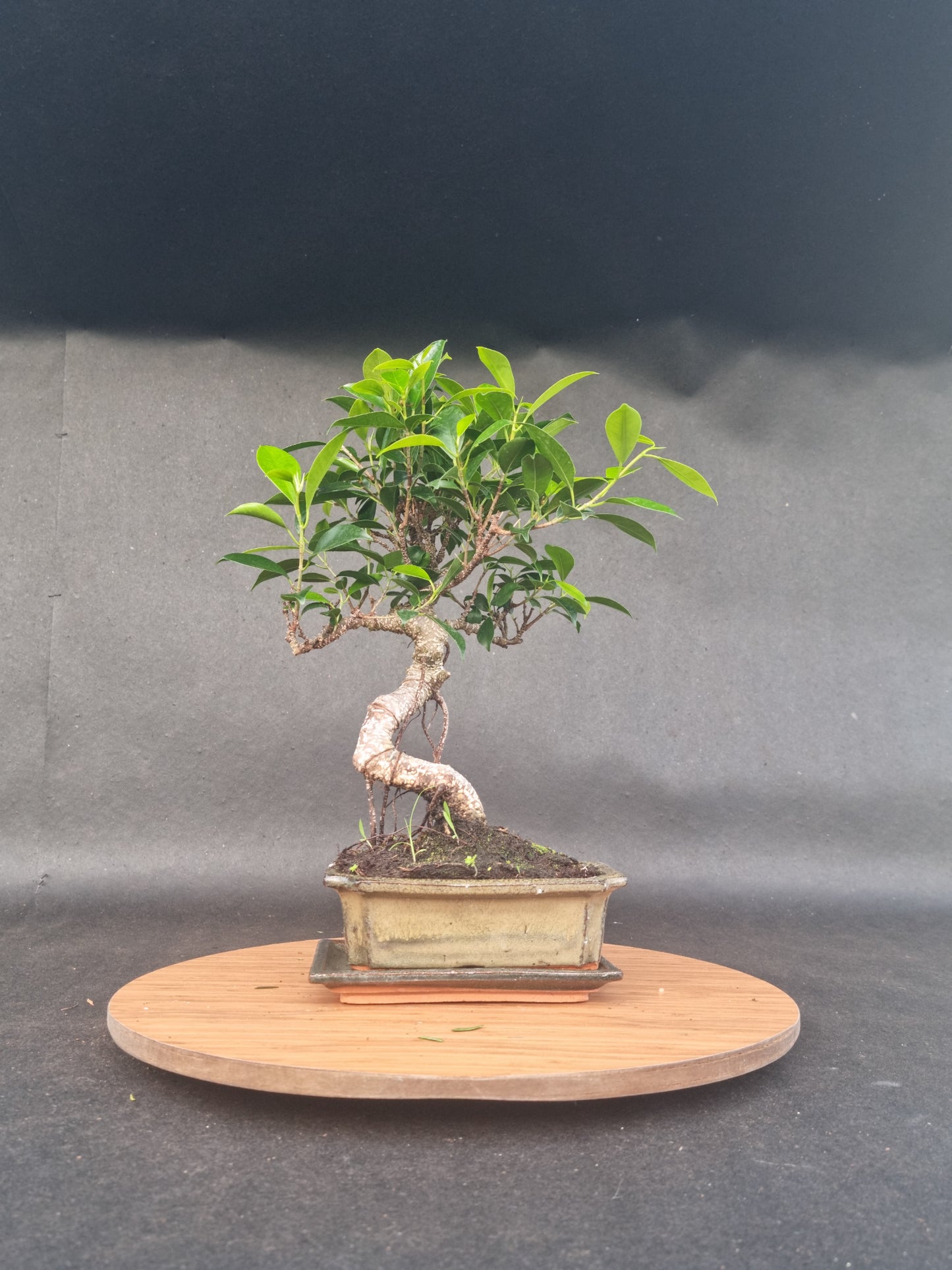 Starter Bonsai Bundle — Small Bonsai + Seedbox + Toolkit (Save ~20%)