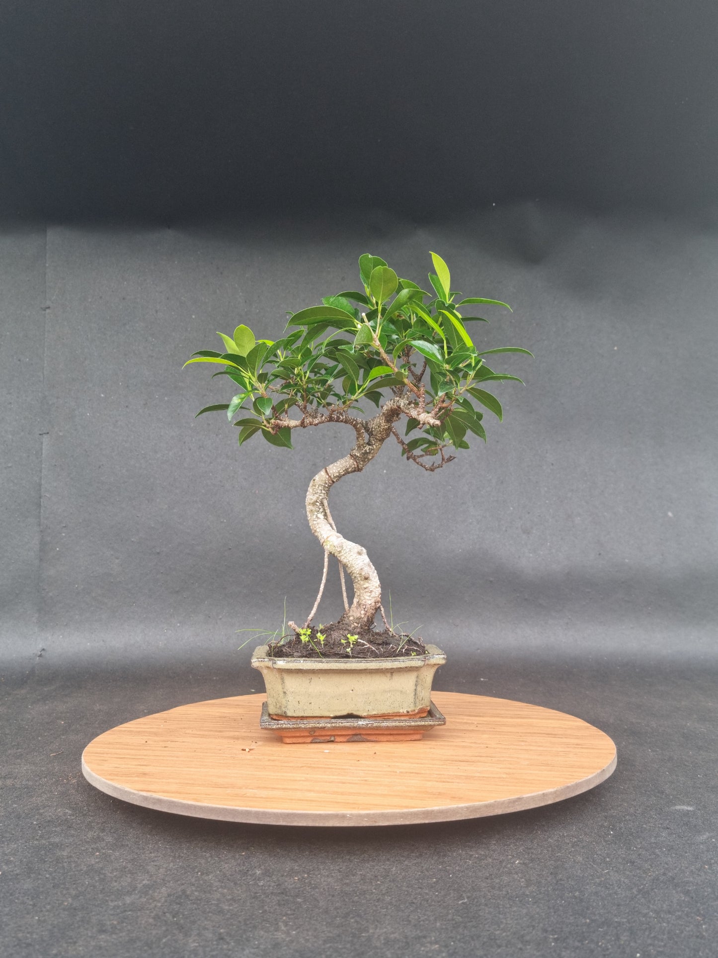 Ficus Retusa Bonsai | 4-6 years old, 30-35cm, S Shape