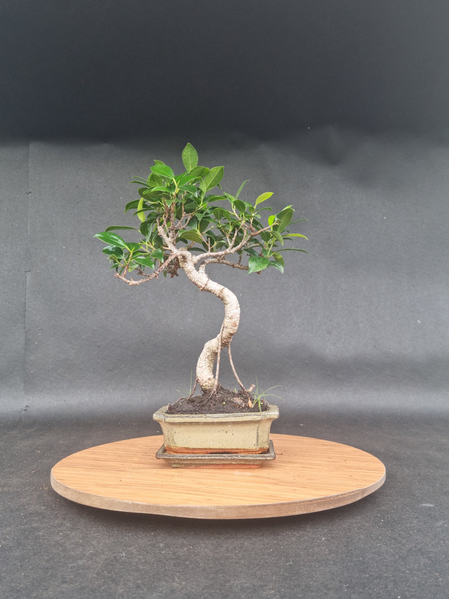Ficus Retusa Bonsai | 4-6 years old, 30-35cm, S Shape