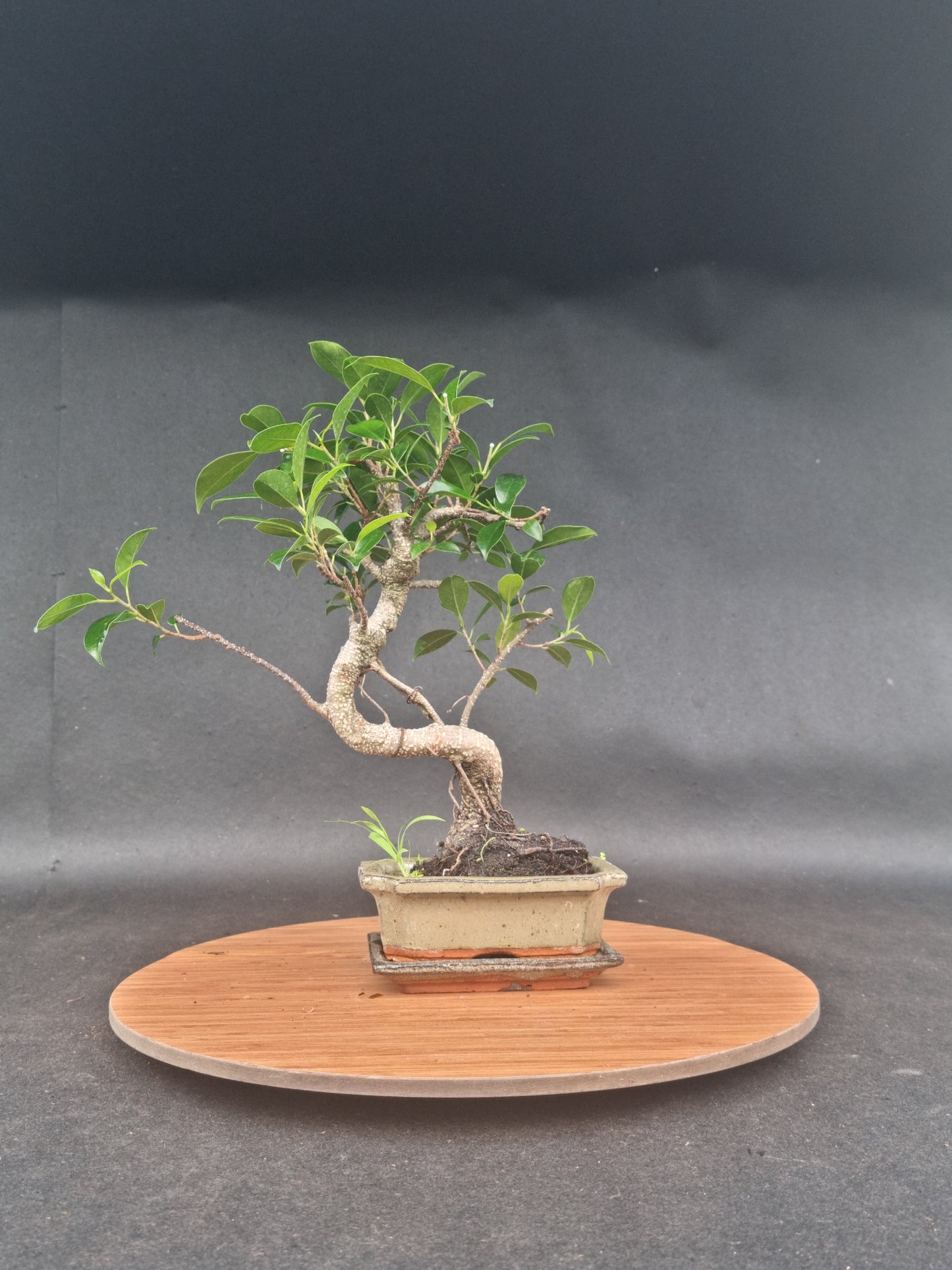Ficus Retusa Bonsai | 4-6 years old, 30-35cm, S Shape