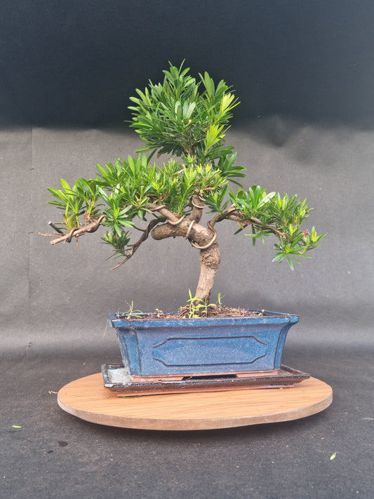 Large Podocarpus Macrophyllus | 14-16 years old, 50cm, S Shape