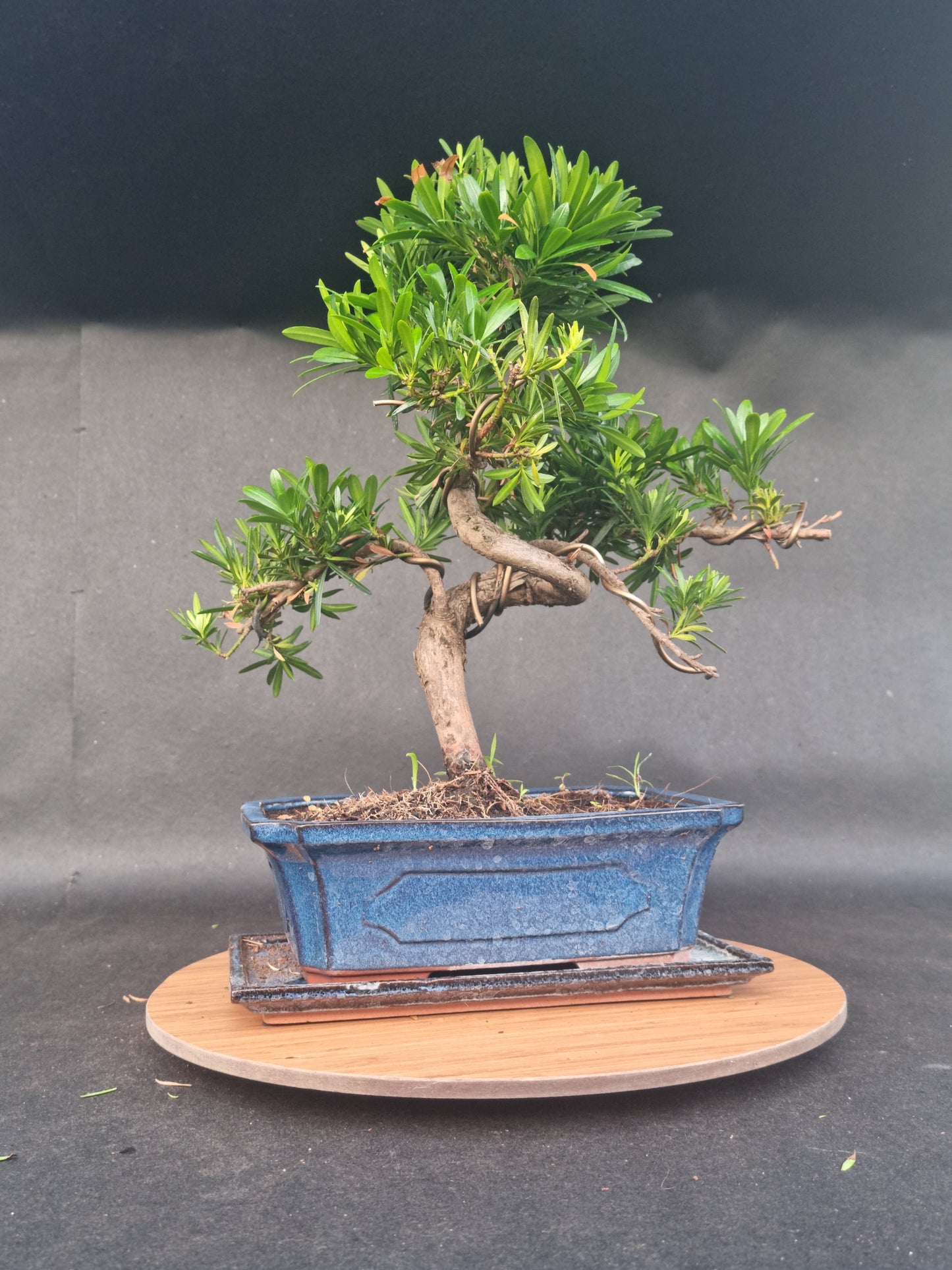 Large Podocarpus Macrophyllus | 14-16 years old, 50cm, S Shape