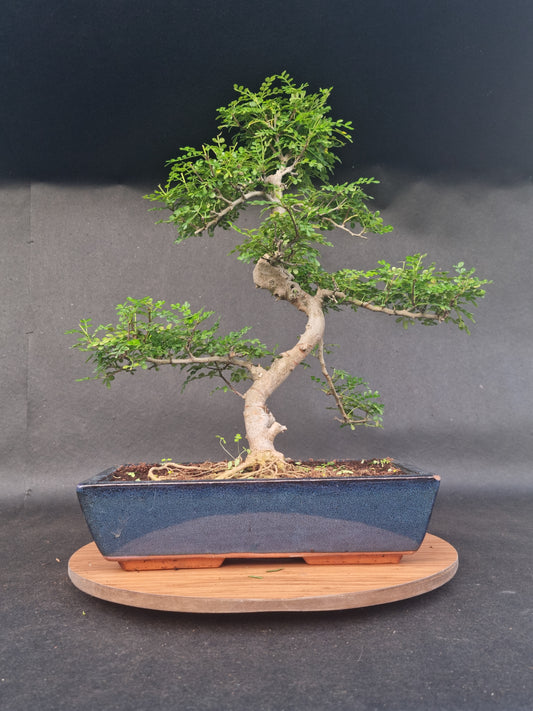 Large Zanthoxylum Piperitum Bonsai | 18-20 Years Old, 55-60cm