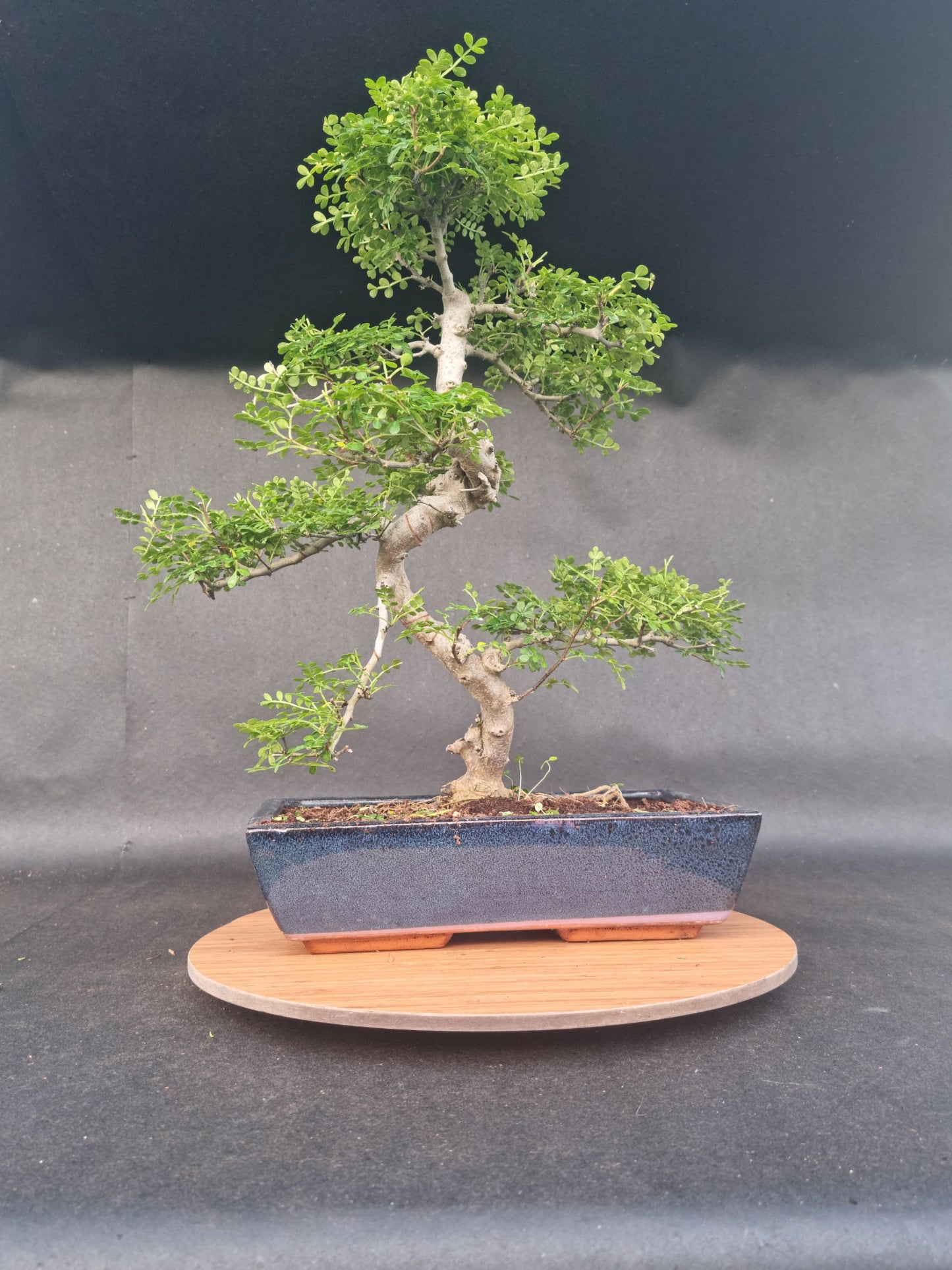Large Zanthoxylum Piperitum Bonsai | 18-20 Years Old, 55-60cm