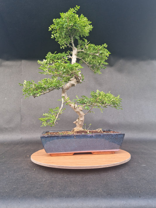 Large Zanthoxylum Piperitum Bonsai | 18-20 Years Old, 55-60cm