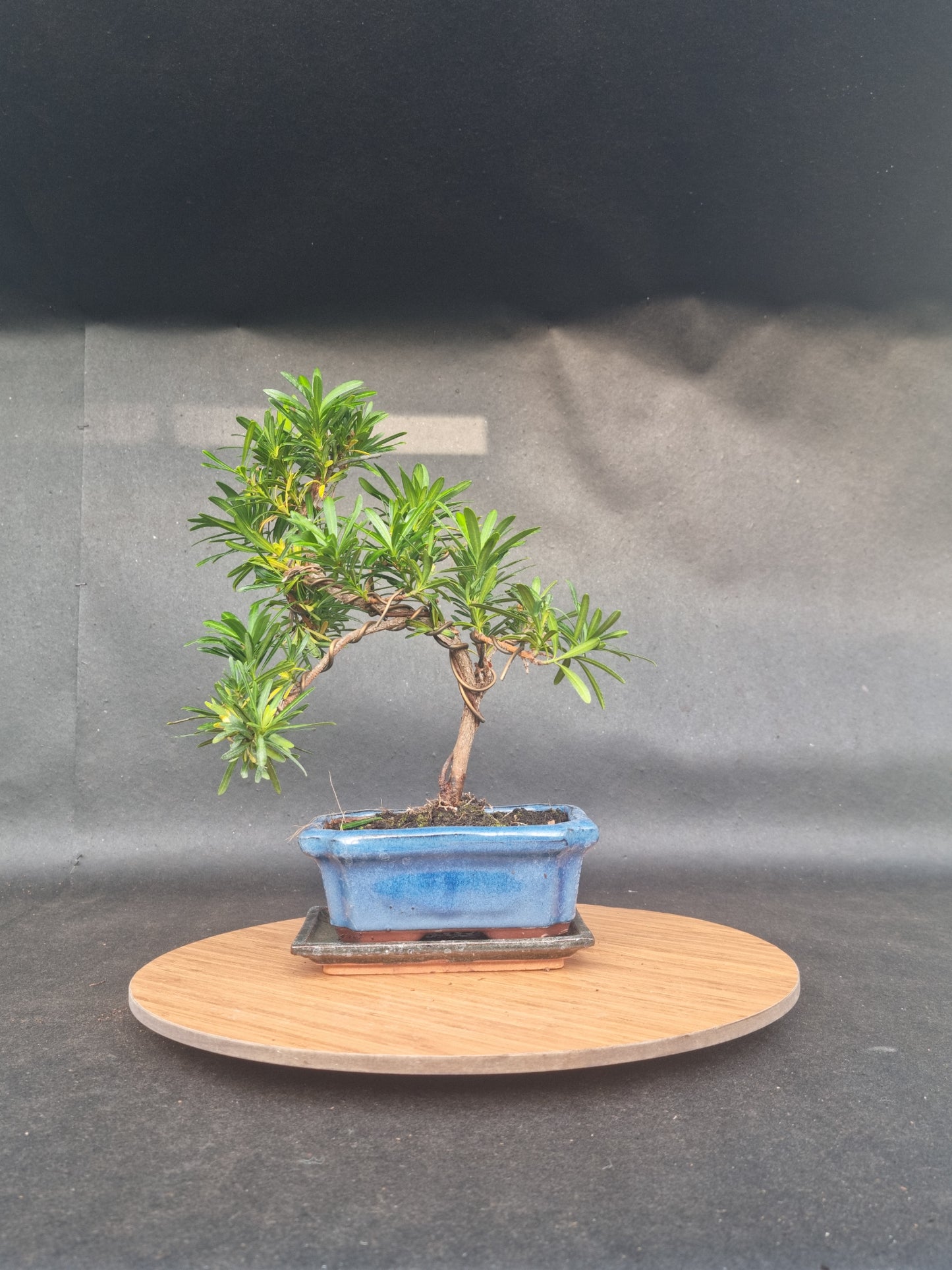 Starter Bonsai Bundle — Small Bonsai + Seedbox + Toolkit (Save ~20%)