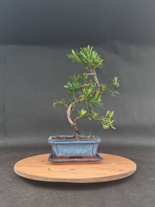 Podocarpus Macrophyllus | 6-8 years old, 35cm, S Shape