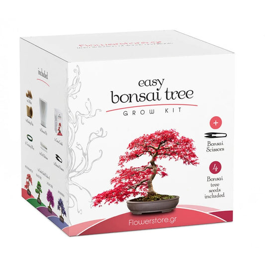 Bonsai Kit Gift Set – Grow Your Own Bonsai! (4 Trees)
