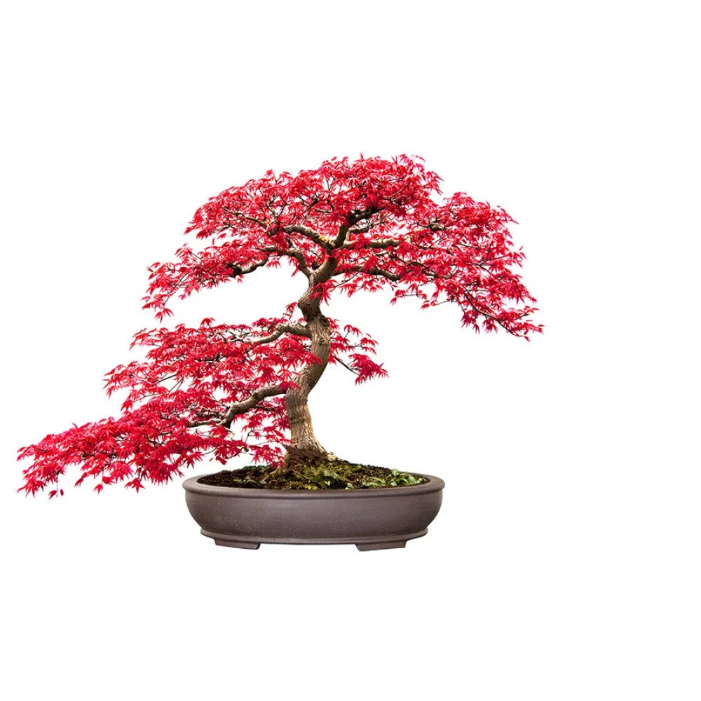 Bonsai Kit Gift Set – Grow Your Own Bonsai! (4 Trees)