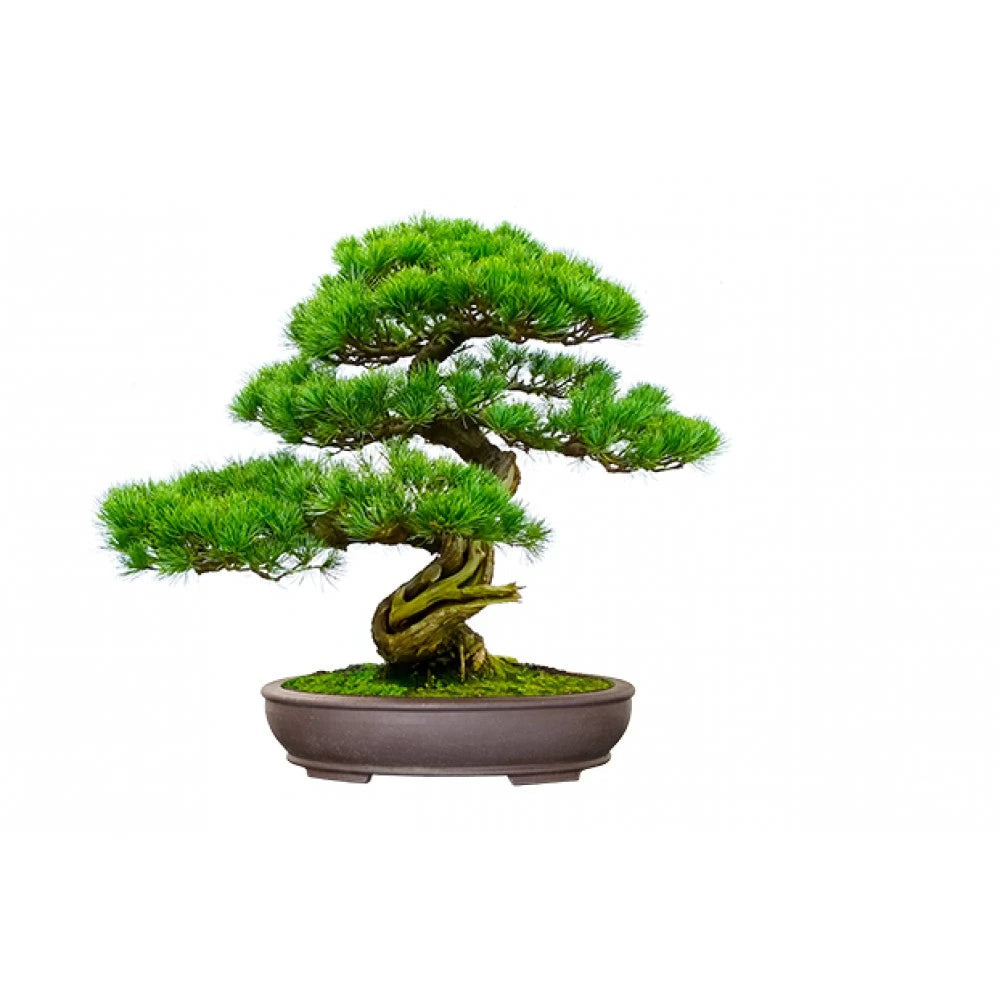 Bonsai Kit Gift Set – Grow Your Own Bonsai! (4 Trees)