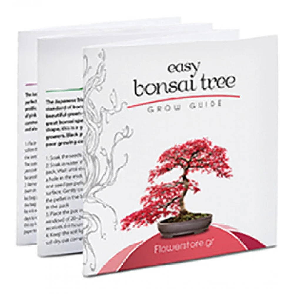 Bonsai Kit Gift Set – Grow Your Own Bonsai! (4 Trees)