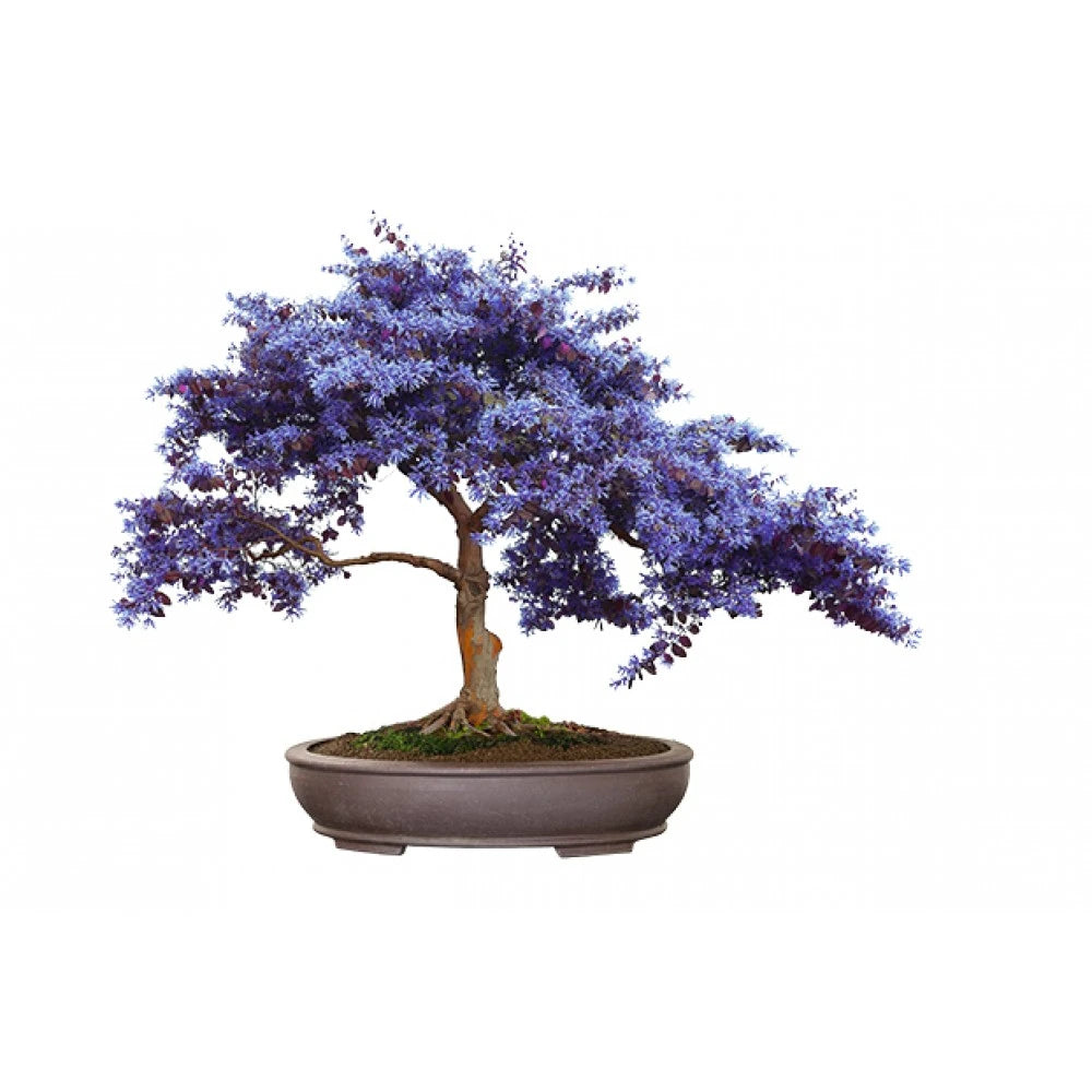 Bonsai Kit Gift Set – Grow Your Own Bonsai! (4 Trees)
