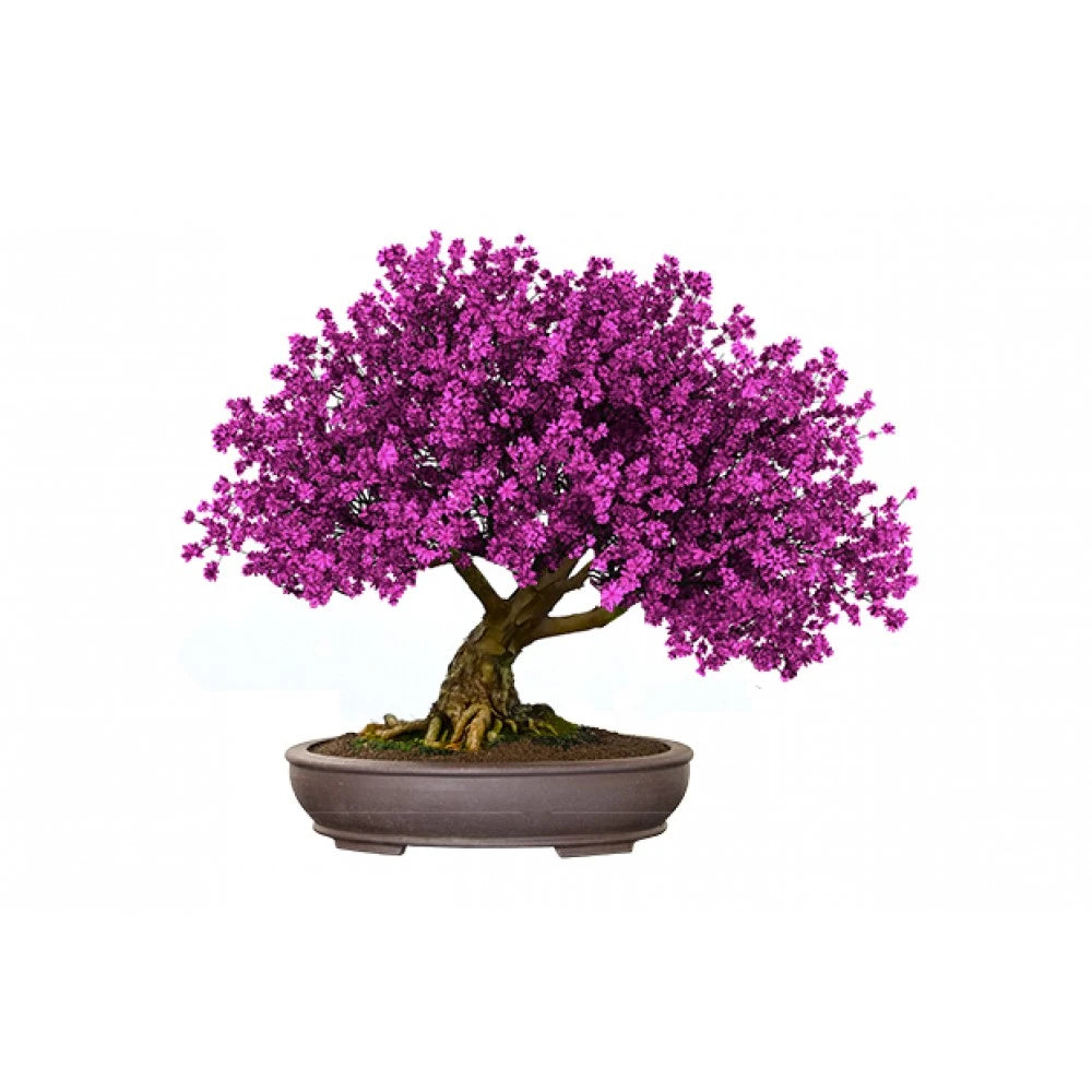 Bonsai Kit Gift Set – Grow Your Own Bonsai! (4 Trees)