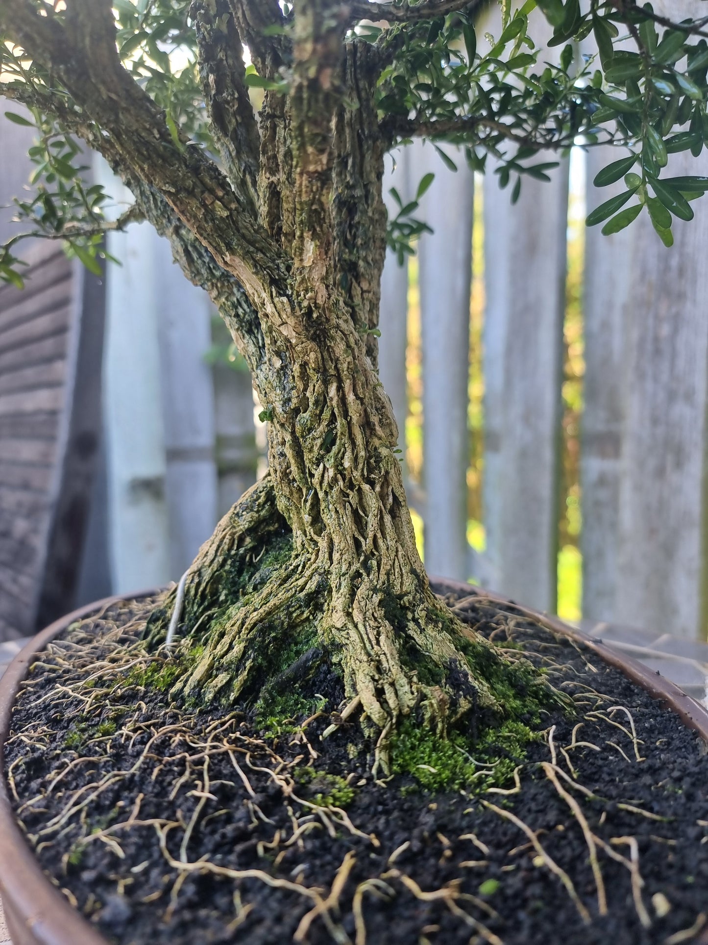 Buxus Harlandii Bonsai – 27 Years Old | Ancient Chinese Boxwood