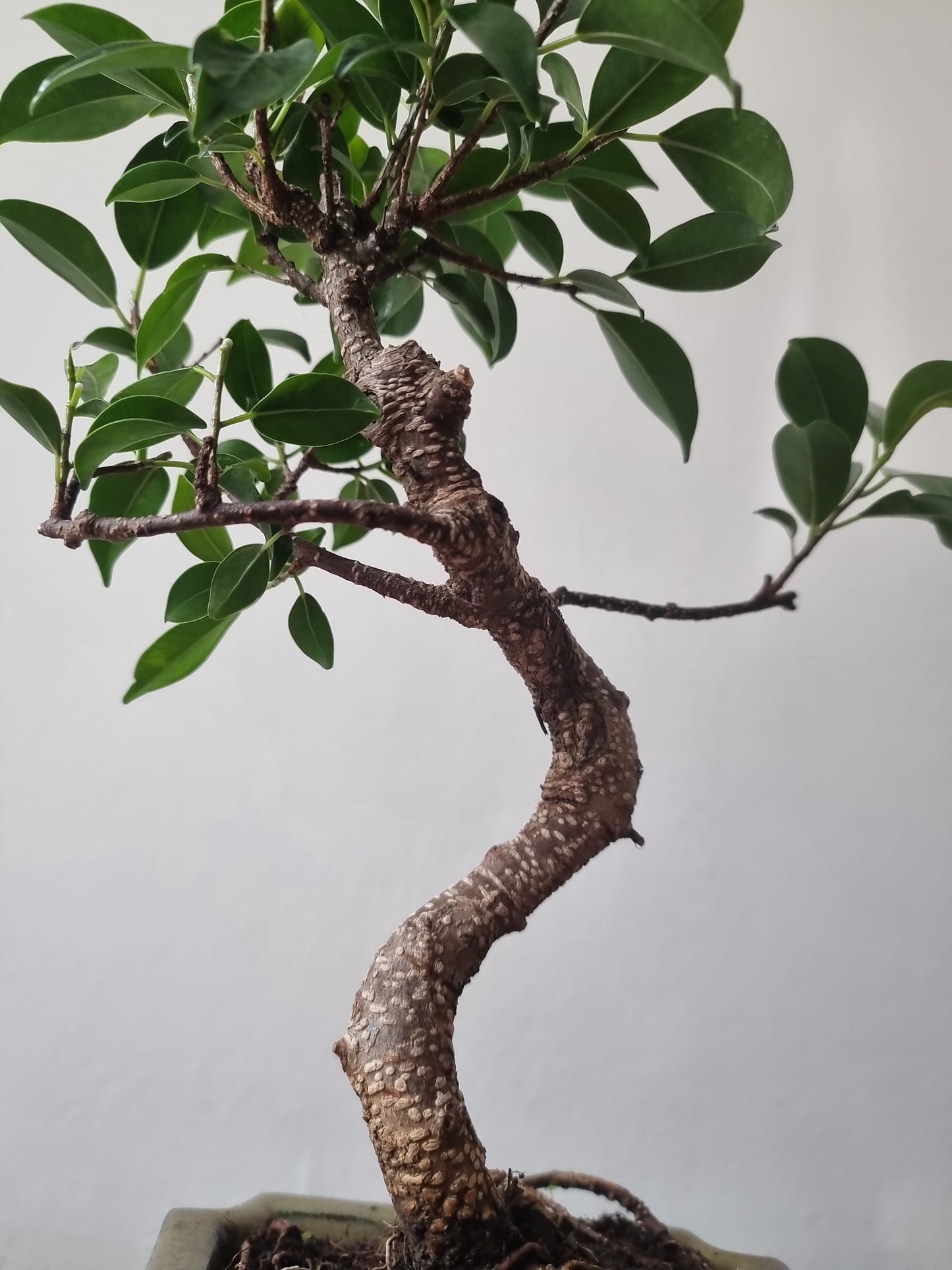 Ficus Retusa Bonsai | 4-6 years old, 30-35cm, S Shape