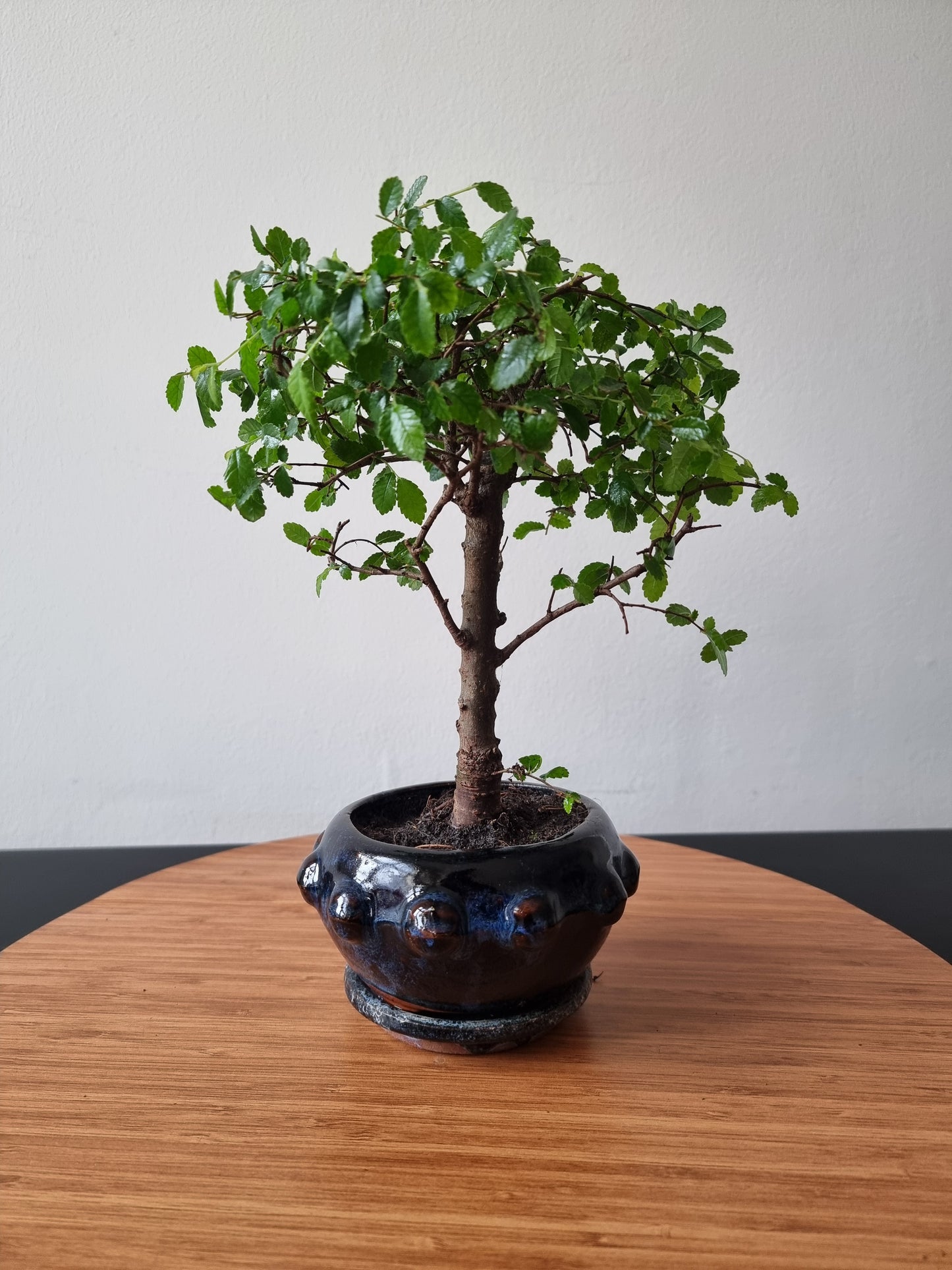 Chinese Elm Bonsai| 3-5 years old, 45-55cm