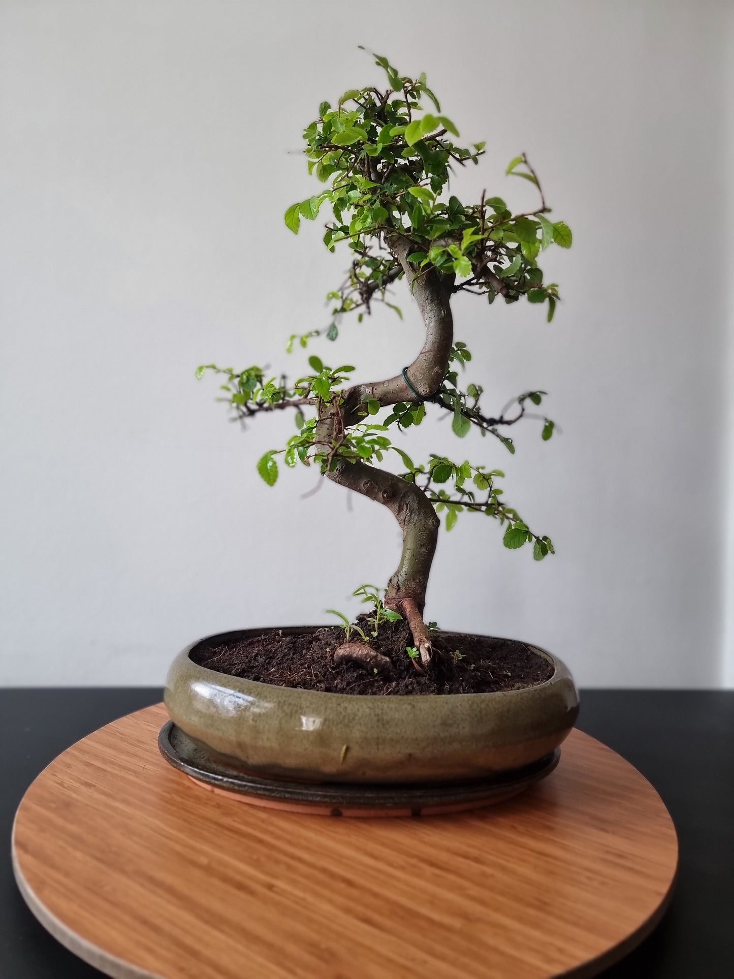 Large Chinese Elm Bonsai| 15 years old, 45-55cm