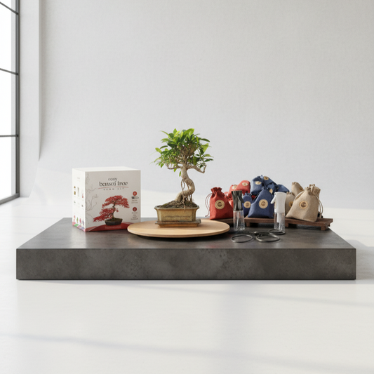Starter Bonsai Bundle — Small Bonsai + Seedbox + Toolkit (Save ~20%)
