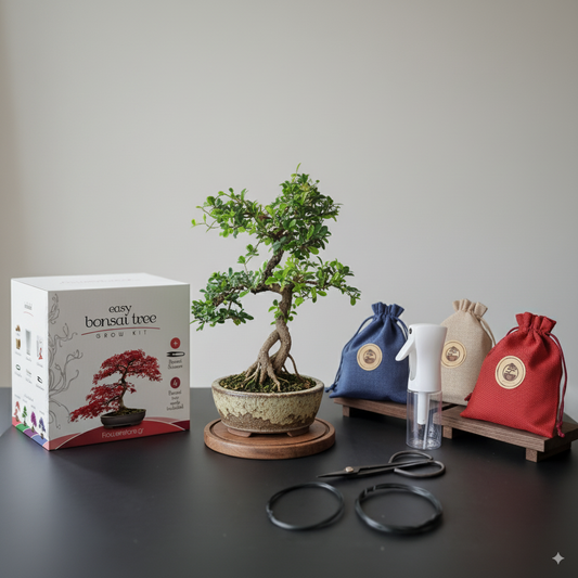 Starter Bonsai Bundle — Small Bonsai + Seedbox + Toolkit (Save ~20%)
