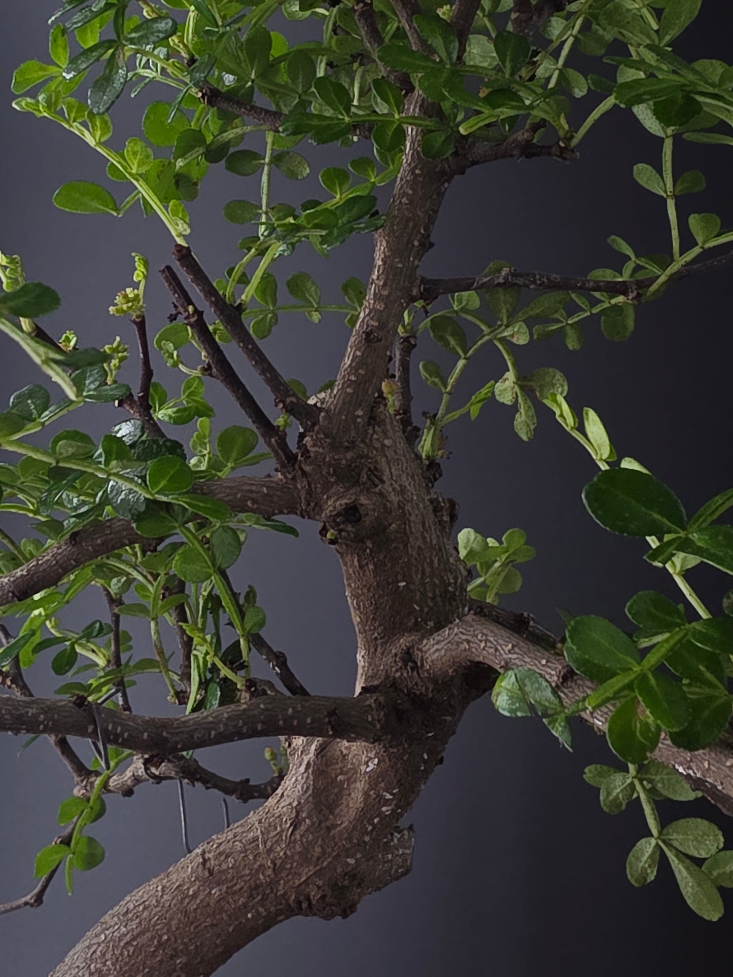 zanthoxylum close up on trunk branches glossy leaves and pepper seeds