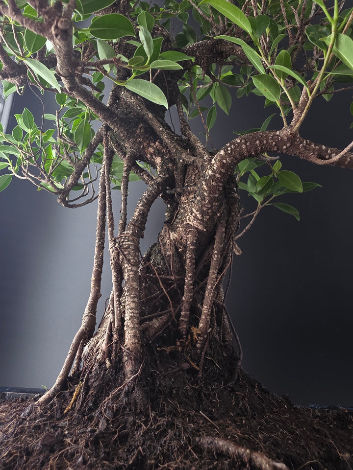 Exclusive Bonsai Trees