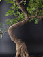 Premium Zanthoxylum Bonsai Tree – 23 Years Old | 70 cm | Chinese / Japanese Pepper Tree
