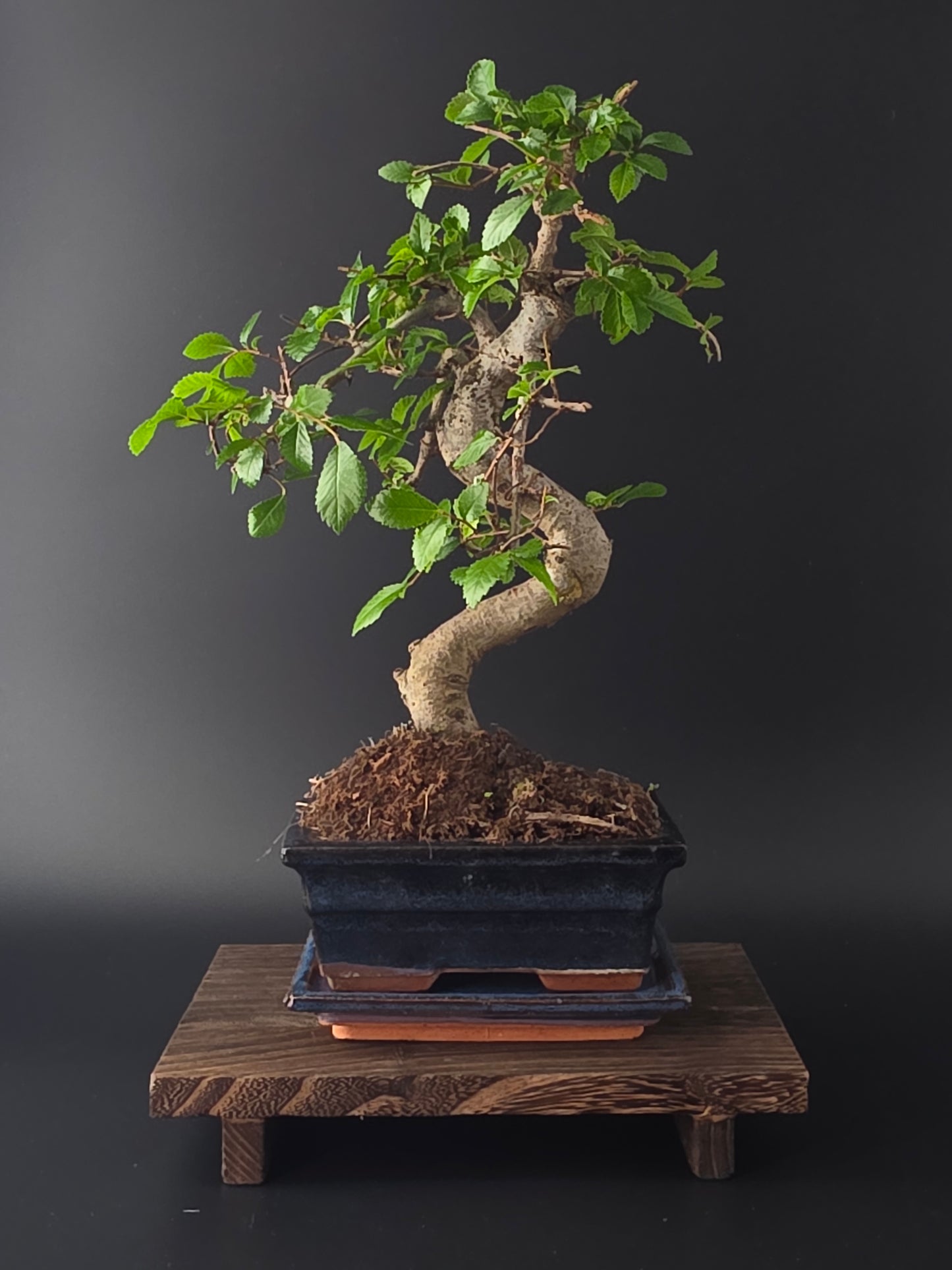 Chinese Elm Bonsai Tree – 8-9 Years Old | 35-40 cm | Ulmus parvifolia