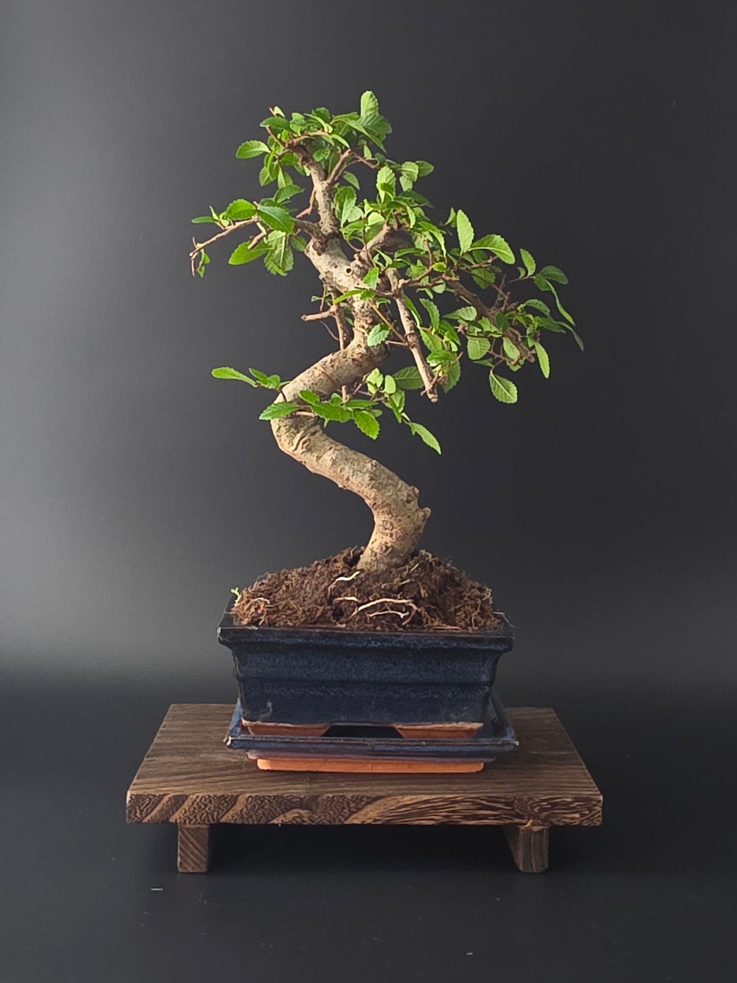 Chinese Elm Bonsai Tree – 8-9 Years Old | 35-40 cm | Ulmus parvifolia