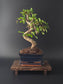 Chinese Elm Bonsai Tree – 8-9 Years Old | 35-40 cm | Ulmus parvifolia