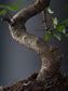 Chinese Elm Bonsai Tree – 8-9 Years Old | 35-40 cm | Ulmus parvifolia