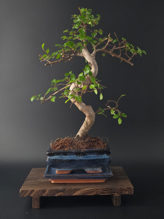 Chinese Elm Bonsai Tree – 8-9 Years Old | 35-40 cm | Ulmus parvifolia
