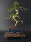 Chinese Elm Bonsai Tree – 8-9 Years Old | 35-40 cm | Ulmus parvifolia